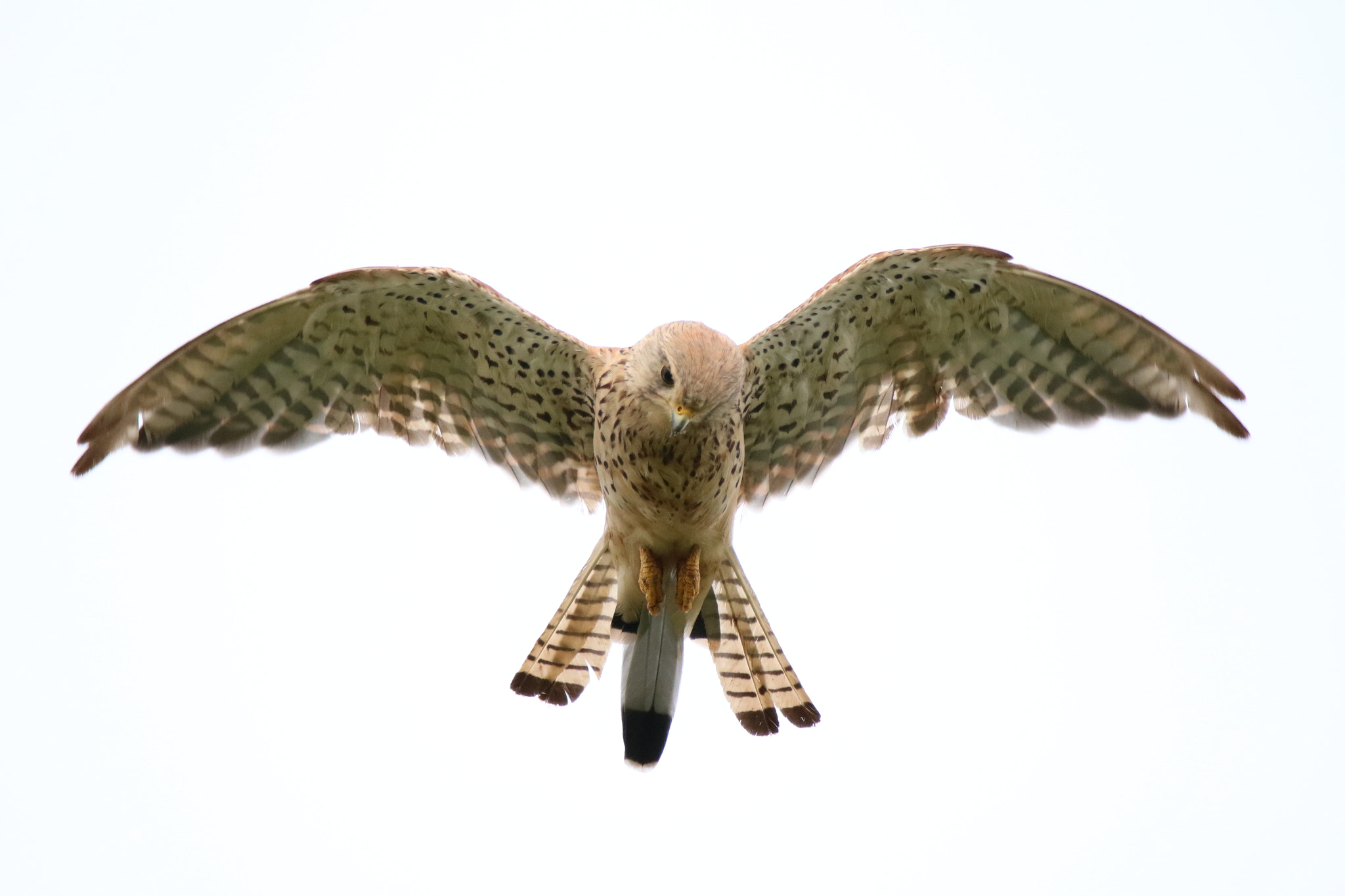 Canon 150-600mm F5-6.3 DG OS HSM | Contemporary 015 sample photo. Turmfalke photography