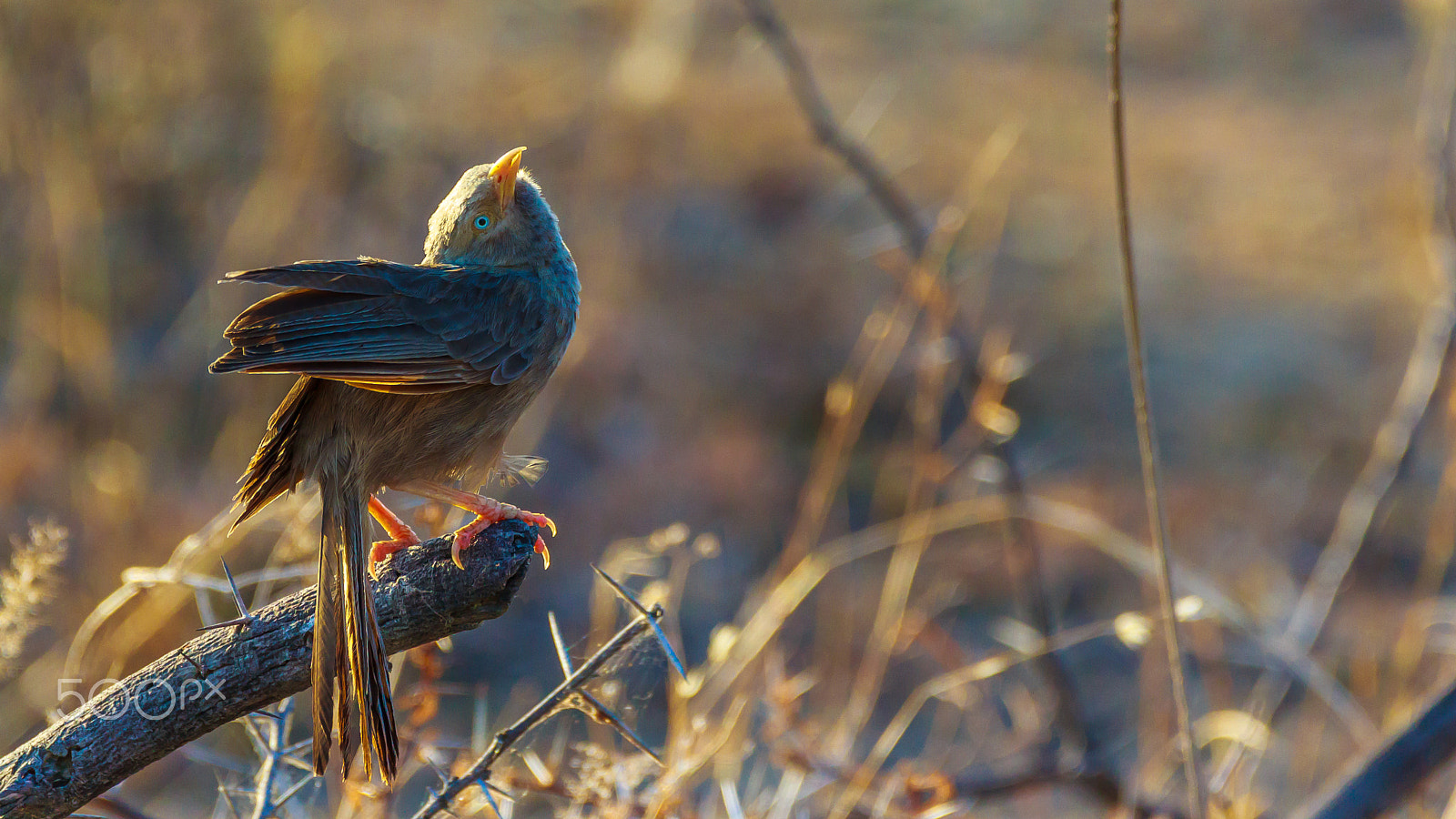 Sigma 150-600mm F5-6.3 DG OS HSM | C sample photo. "roost" photography