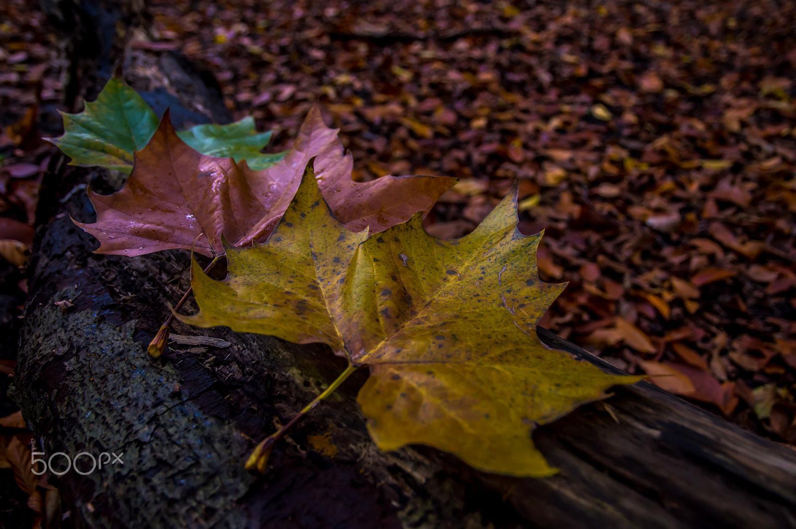 Nikon D3200 + Nikon AF-S DX Nikkor 16-85mm F3.5-5.6G ED VR sample photo. Colorful leaves of autumn in the forest photography