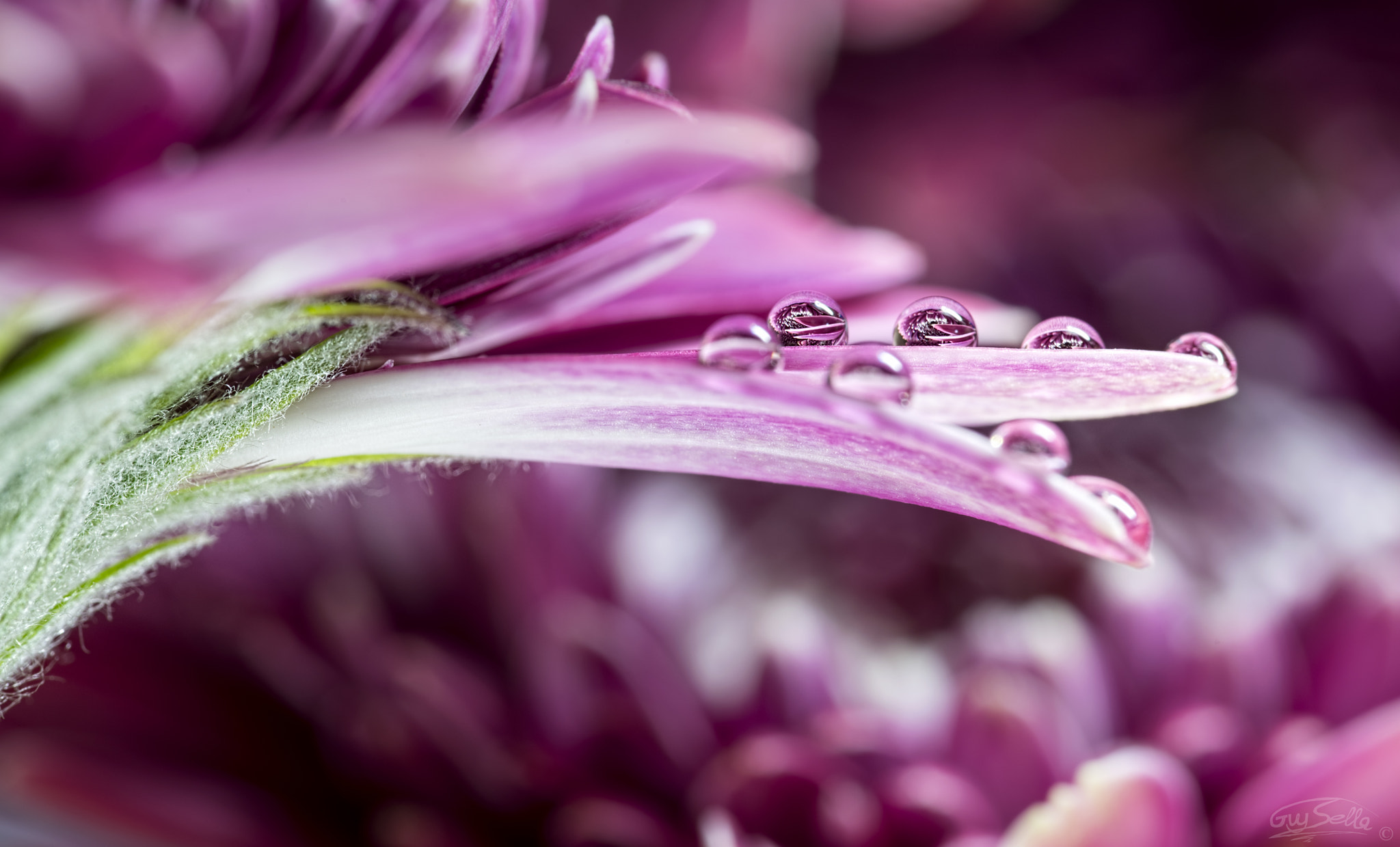 Sigma 105mm F2.8 EX DG OS HSM sample photo. The four photography