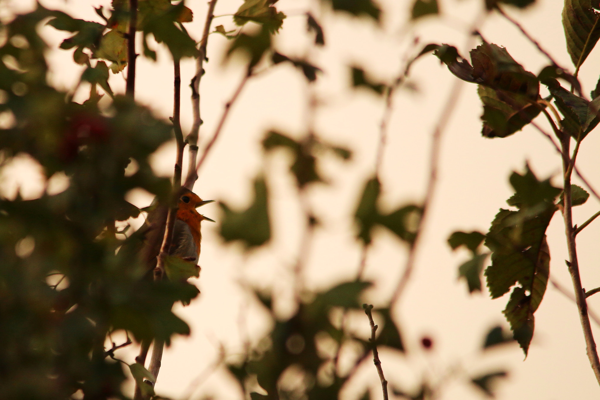 Canon 150-500mm sample photo. Let's sing! photography