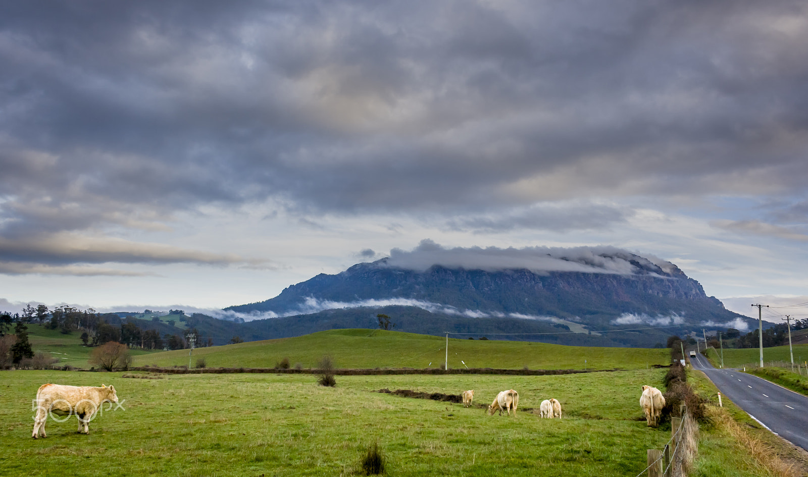 Canon EF-S 18-55mm f/3.5-5.6 USM sample photo. Cattle ranch of tasmania photography