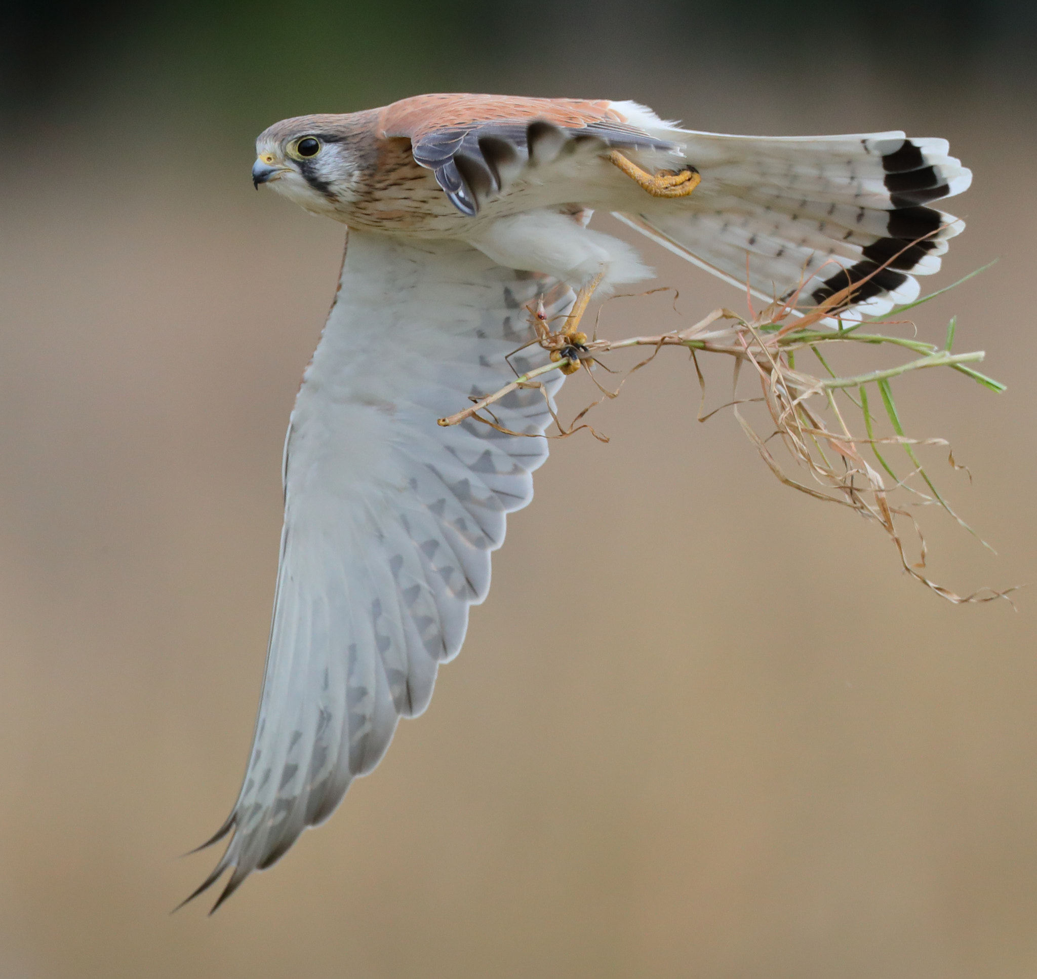 Canon EOS-1D X Mark II + Canon EF 800mm F5.6L IS USM sample photo. Wolfgang's favourite photography