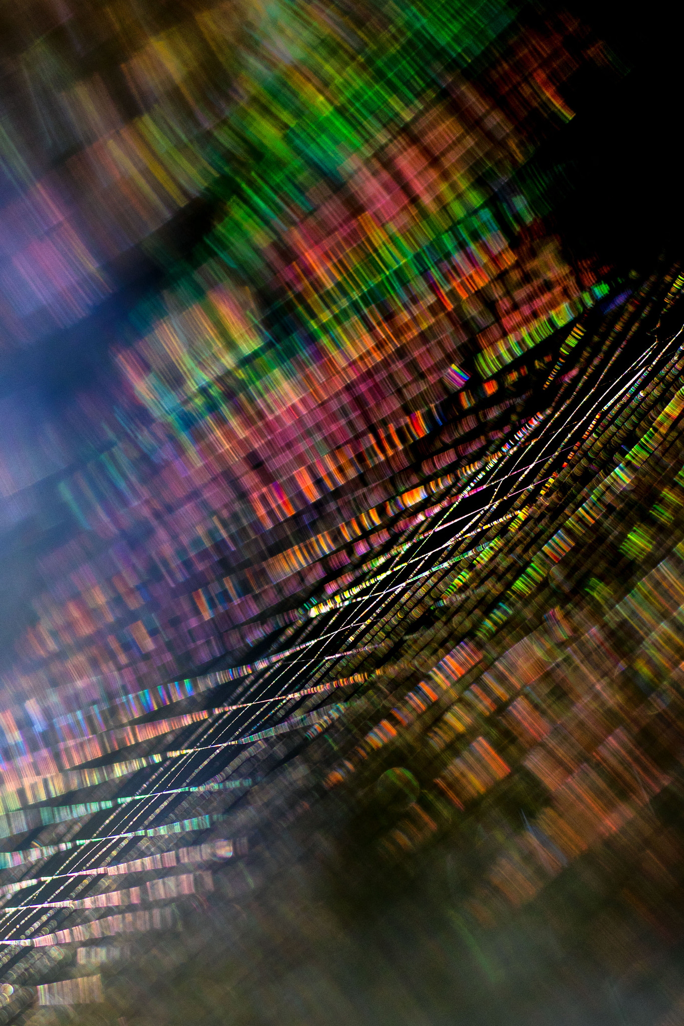 Sigma APO Macro 180mm F2.8 EX DG OS HSM sample photo. Spider's web photography