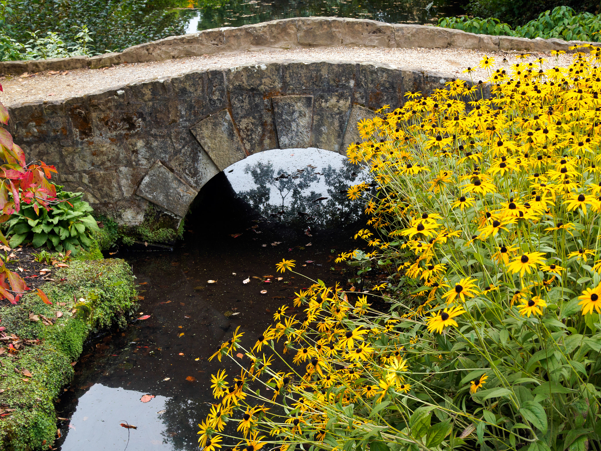 Olympus PEN-F + Olympus M.Zuiko Digital 25mm F1.8 sample photo. Black-eyed susan flowers by a small bridgeat wakehurst place in photography