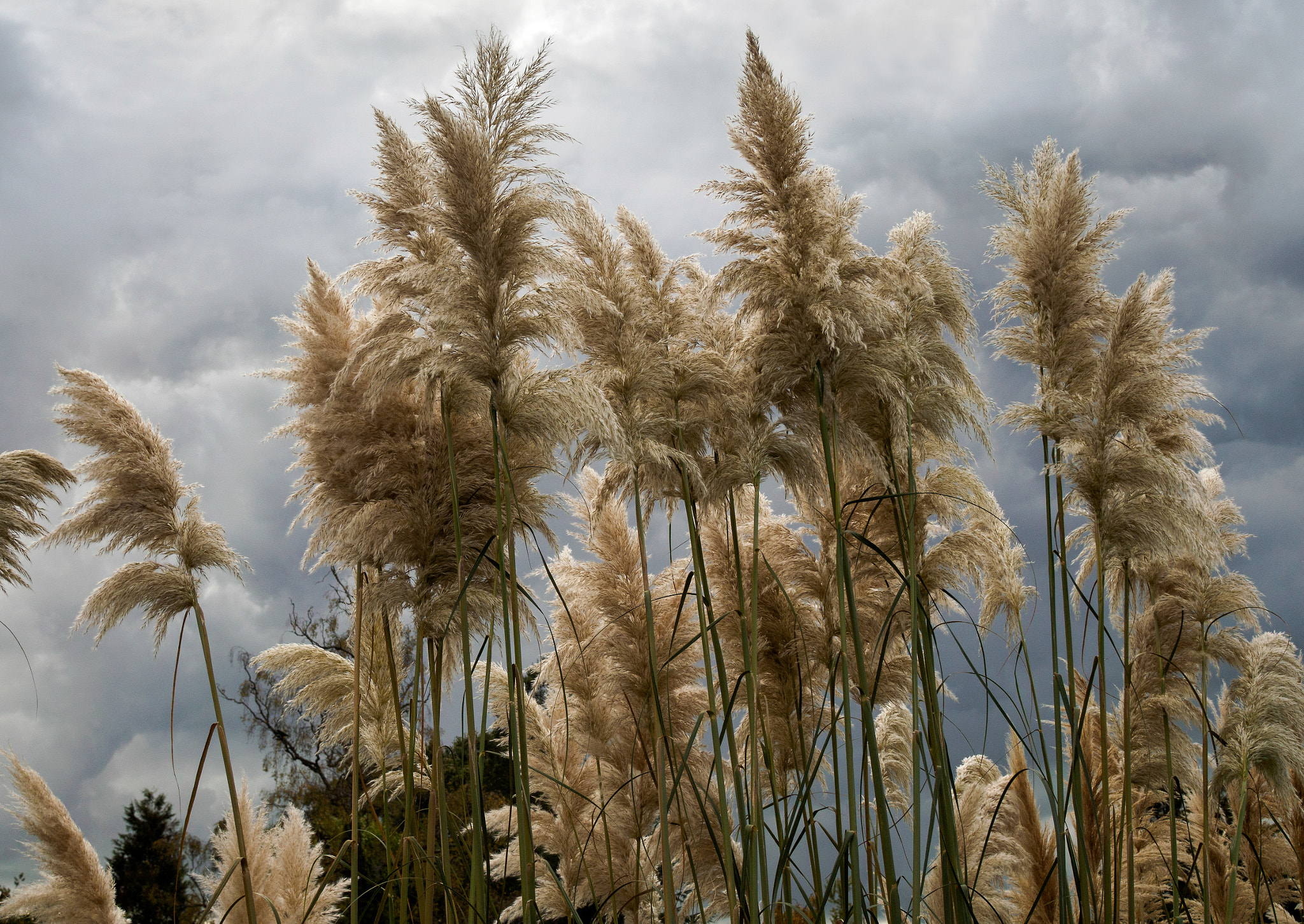 Olympus PEN-F + Olympus M.Zuiko Digital 25mm F1.8 sample photo. Pampas grass in full bloom photography