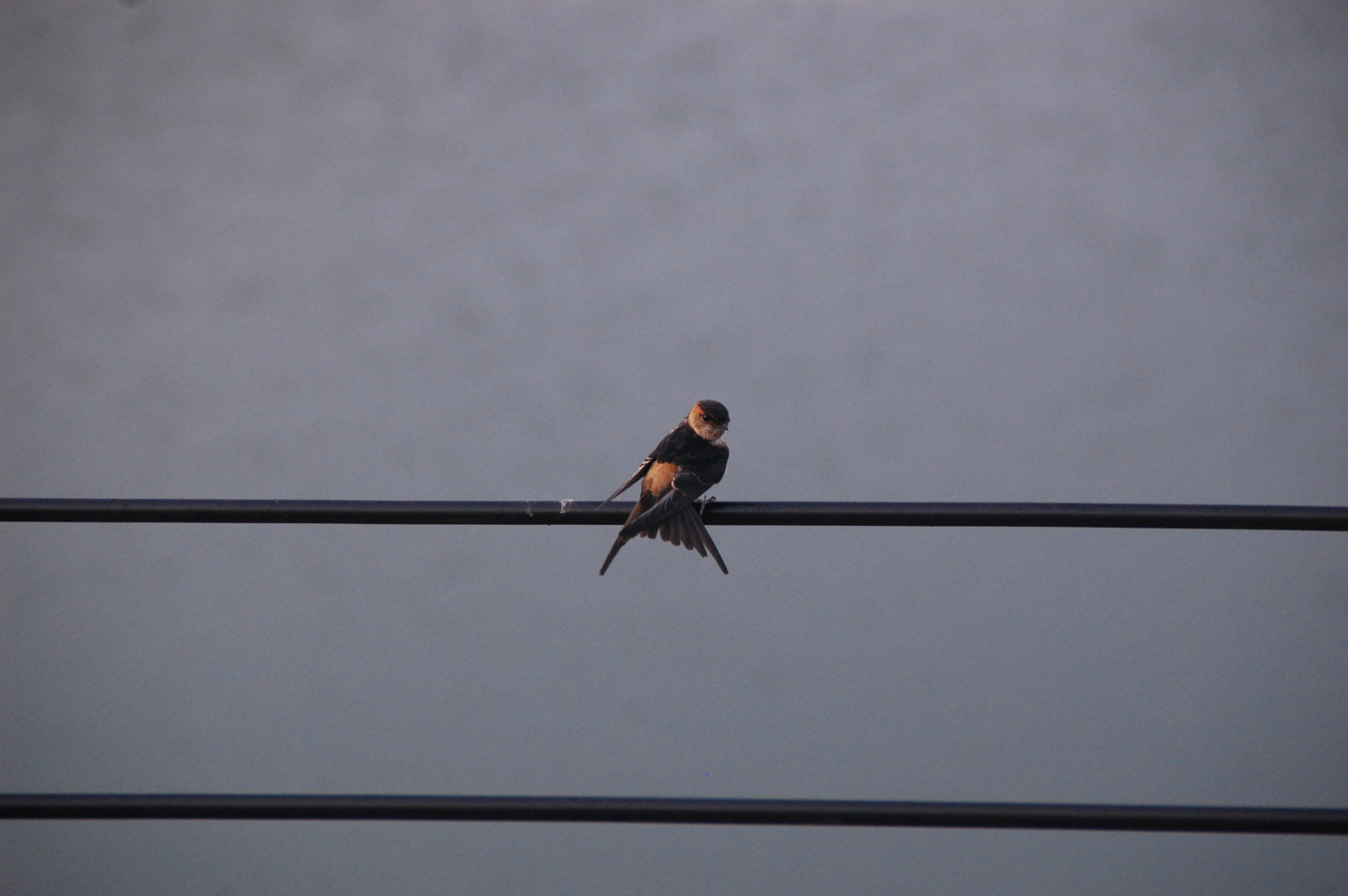 Nikon D40 sample photo. A pretty bird shot in the morning beside thousand island lake. photography