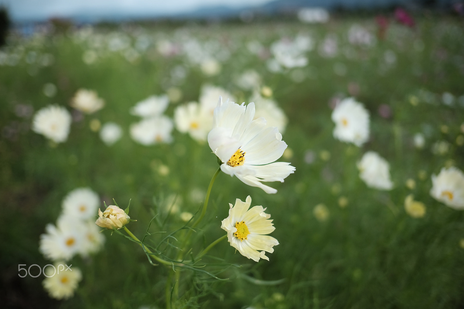 Fujifilm X-E2 sample photo. Cosmos fxe photography