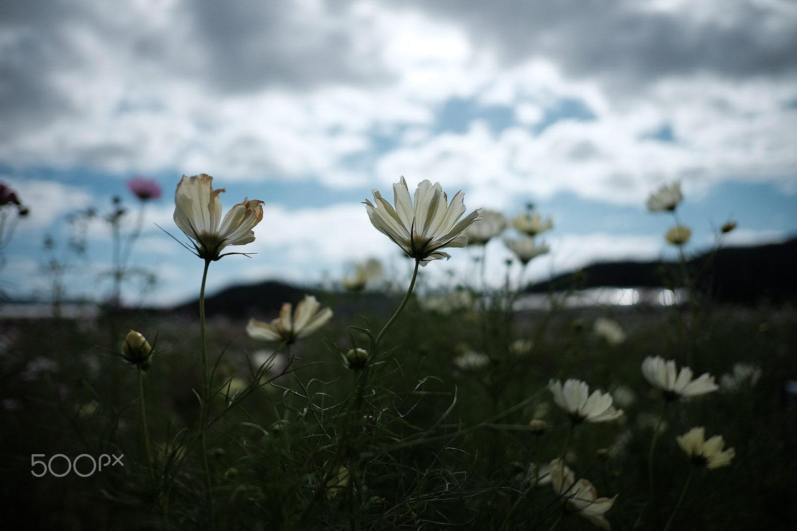Fujifilm X-E2 + Fujifilm XF 18mm F2 R sample photo. Cosmos fxe photography