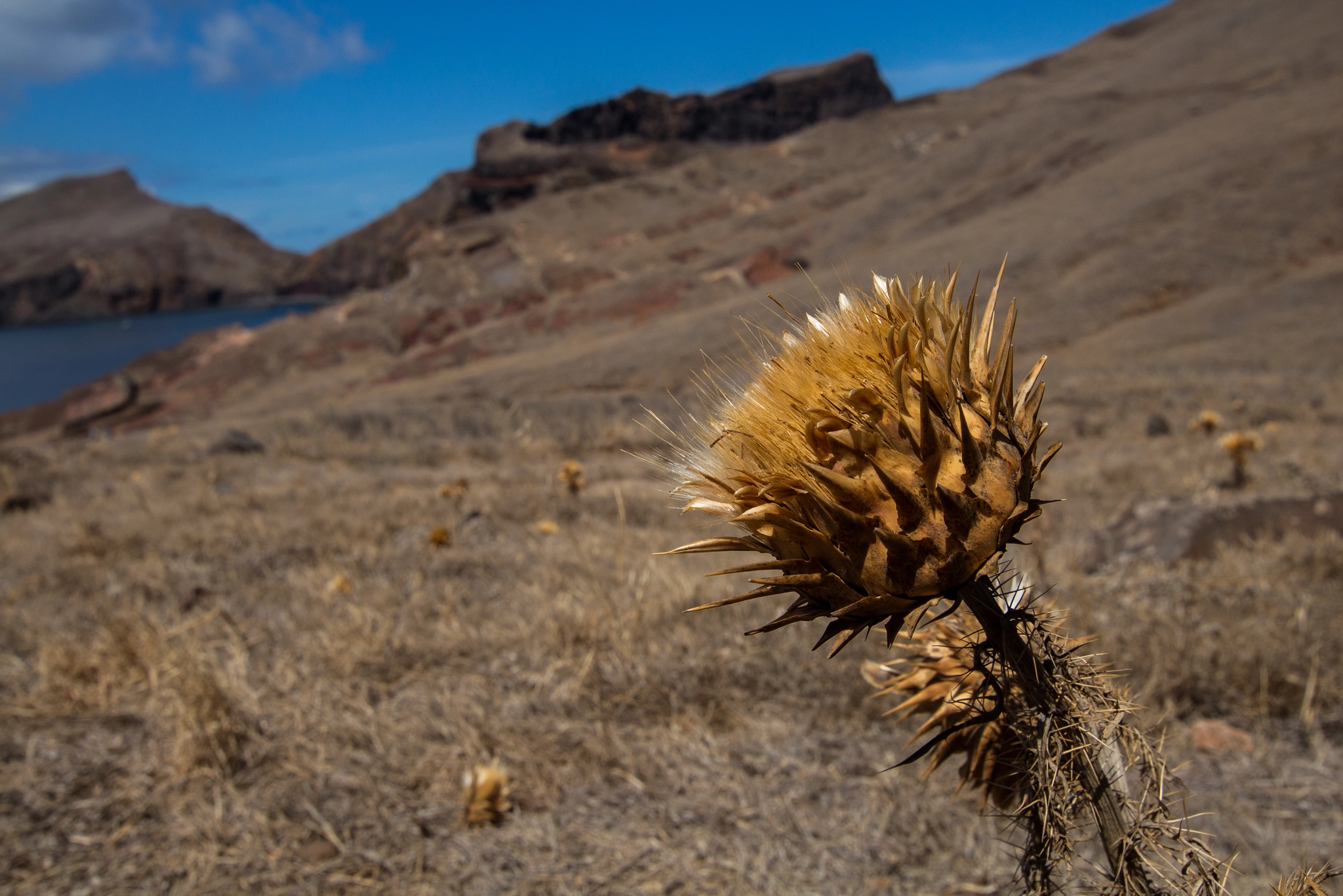 Canon EOS 700D (EOS Rebel T5i / EOS Kiss X7i) + Sigma 10-20mm F3.5 EX DC HSM sample photo. Dry thistle photography