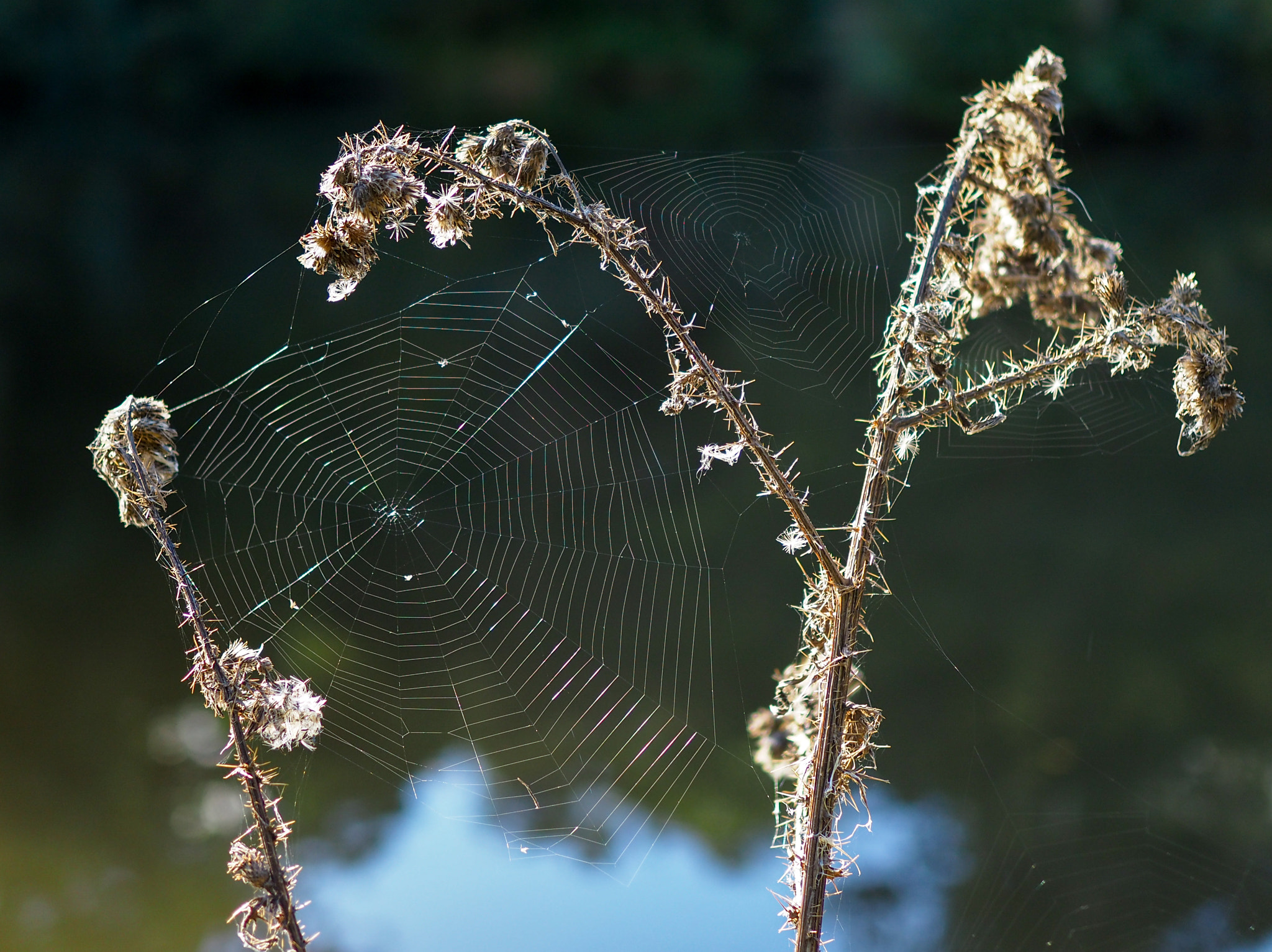 Olympus PEN-F + Olympus M.Zuiko Digital 25mm F1.8 sample photo. Spider's webs in the sussex countryside photography