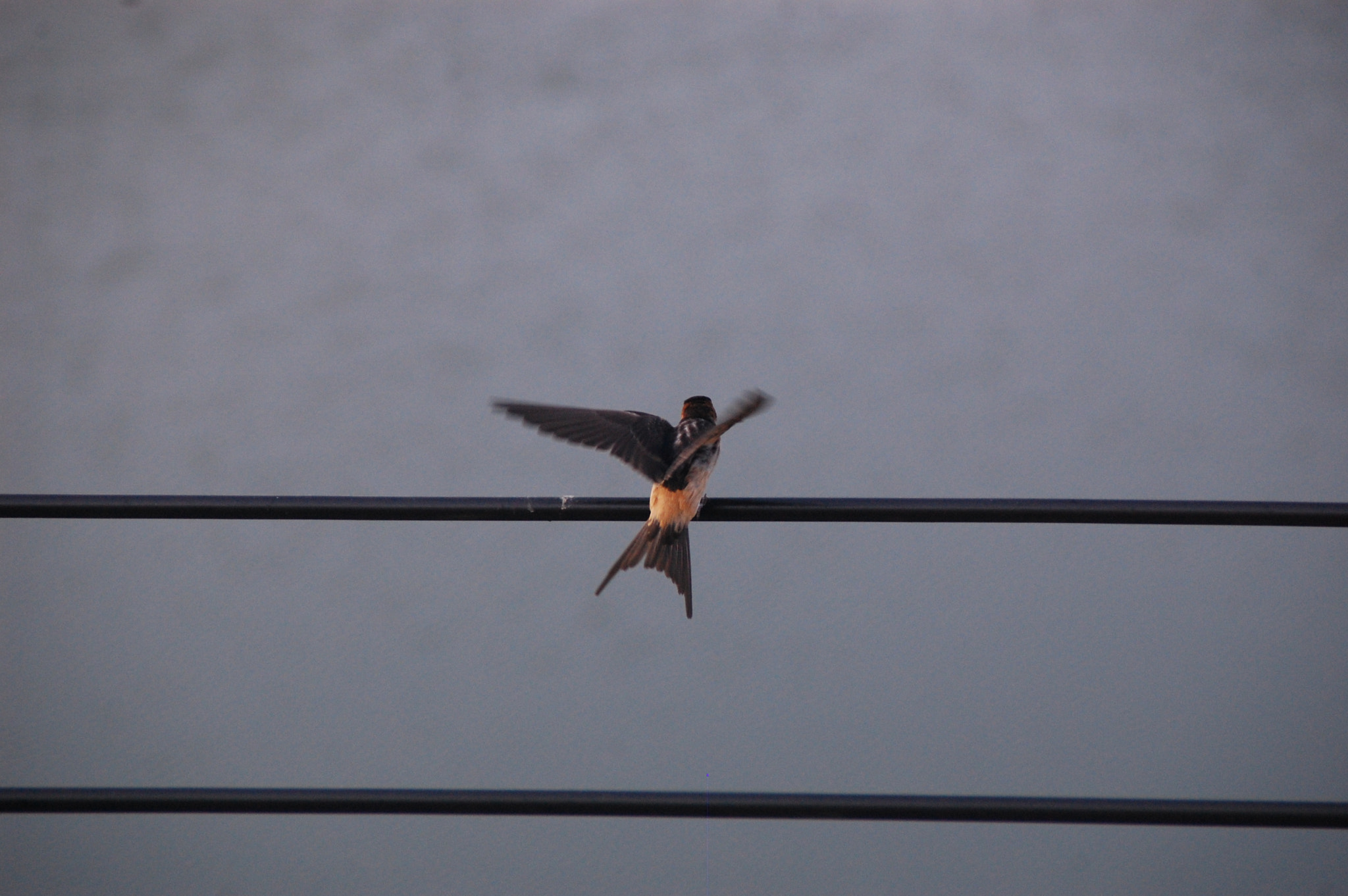 Nikon D40 sample photo. Rare pose photography