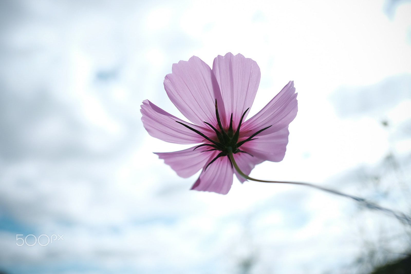 Fujifilm X-E2 sample photo. Cosmos fxe photography