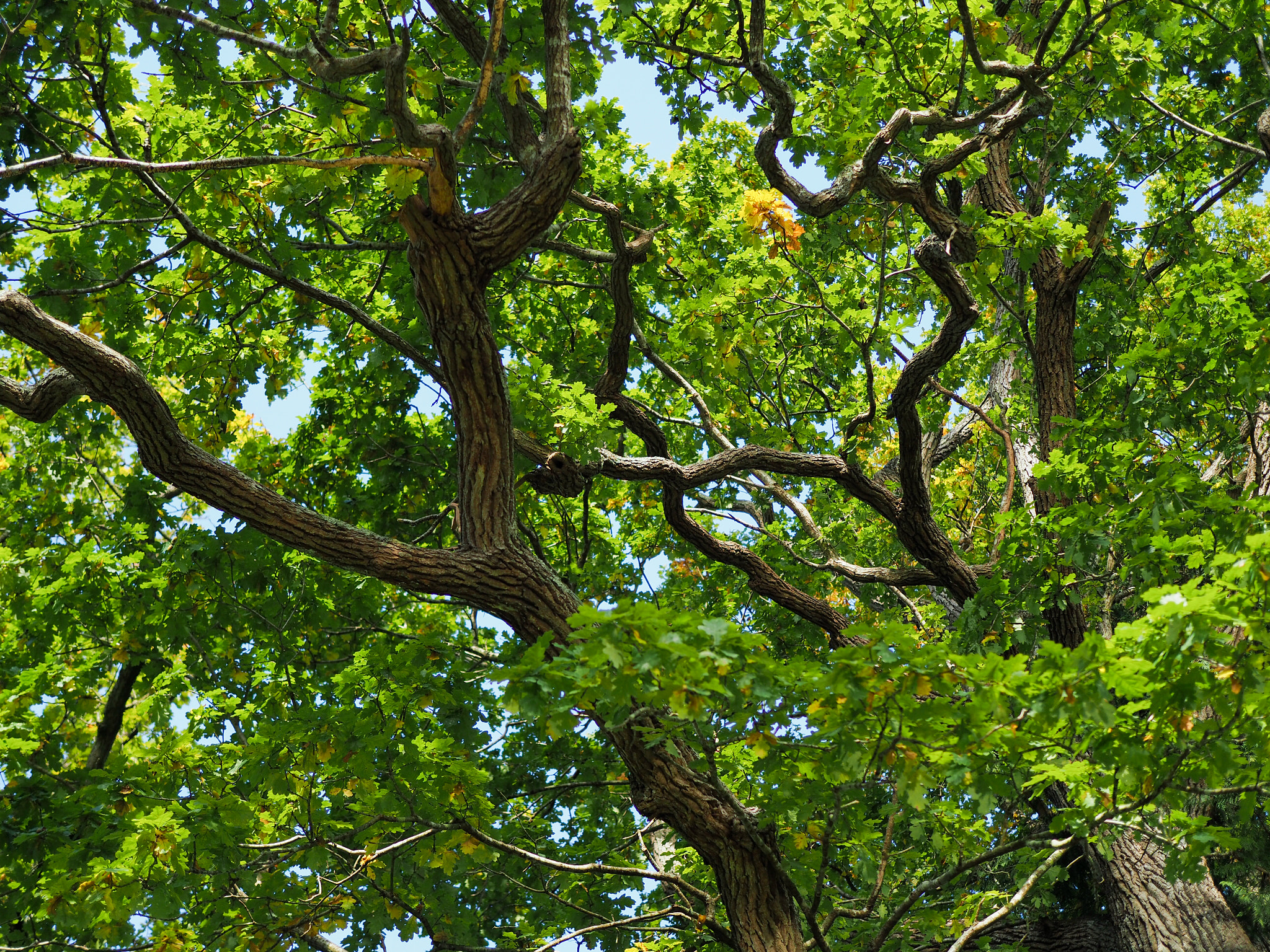 Olympus PEN-F + Olympus M.Zuiko Digital 25mm F1.8 sample photo. Old oak tree in sussex on a sunny day photography