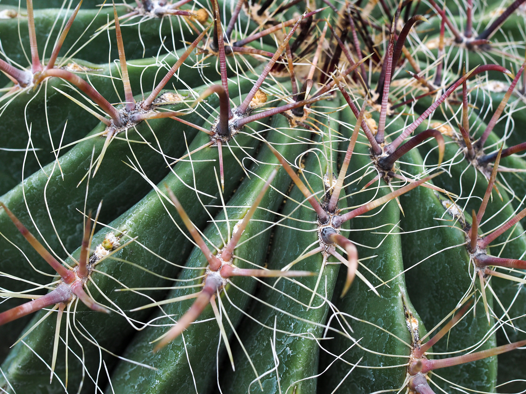 Olympus PEN-F + Olympus M.Zuiko Digital 25mm F1.8 sample photo. Candy barrel cactus (ferocactus wislizeni) photography