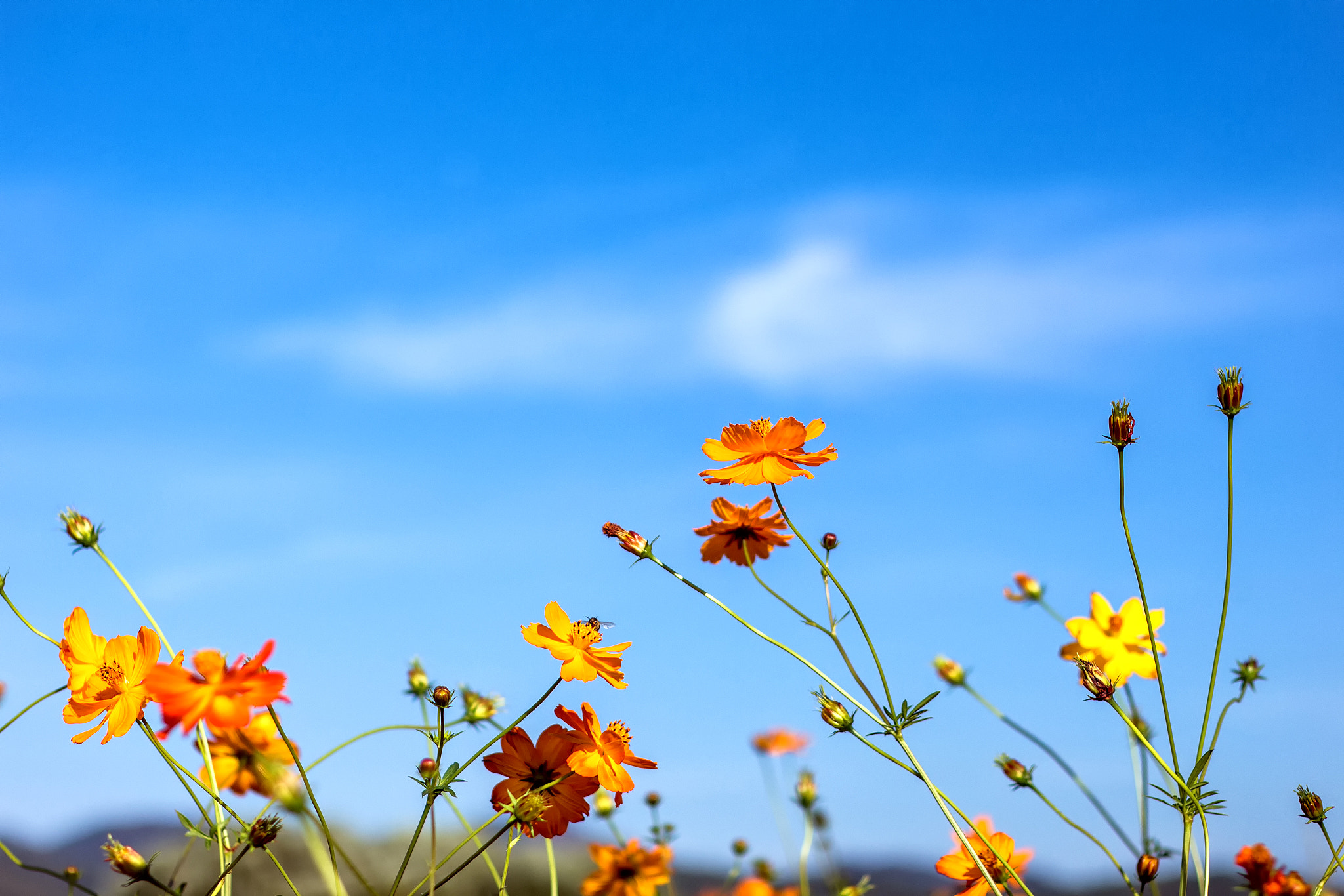 Canon EOS M + Canon EF 50mm F1.8 II sample photo. Yellow cosmos flower photography