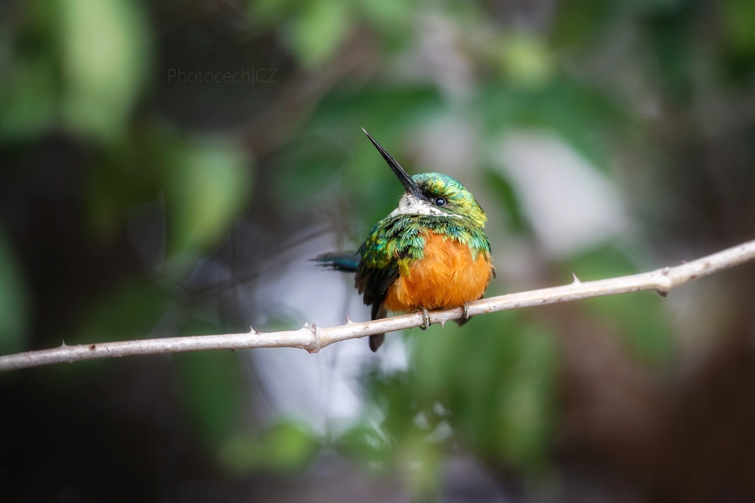 Canon EF 300mm F2.8L IS II USM sample photo. Rufous tailed jacamar photography
