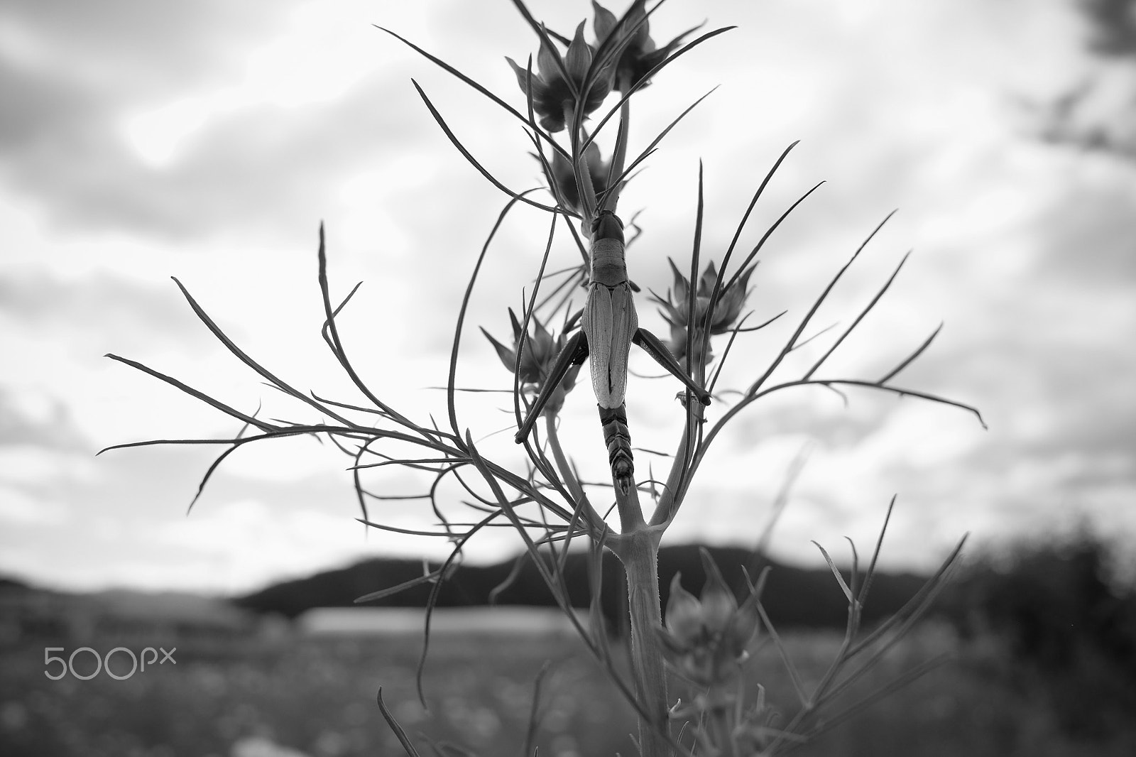 Fujifilm X-E2 + Fujifilm XF 18mm F2 R sample photo. ...and death photography