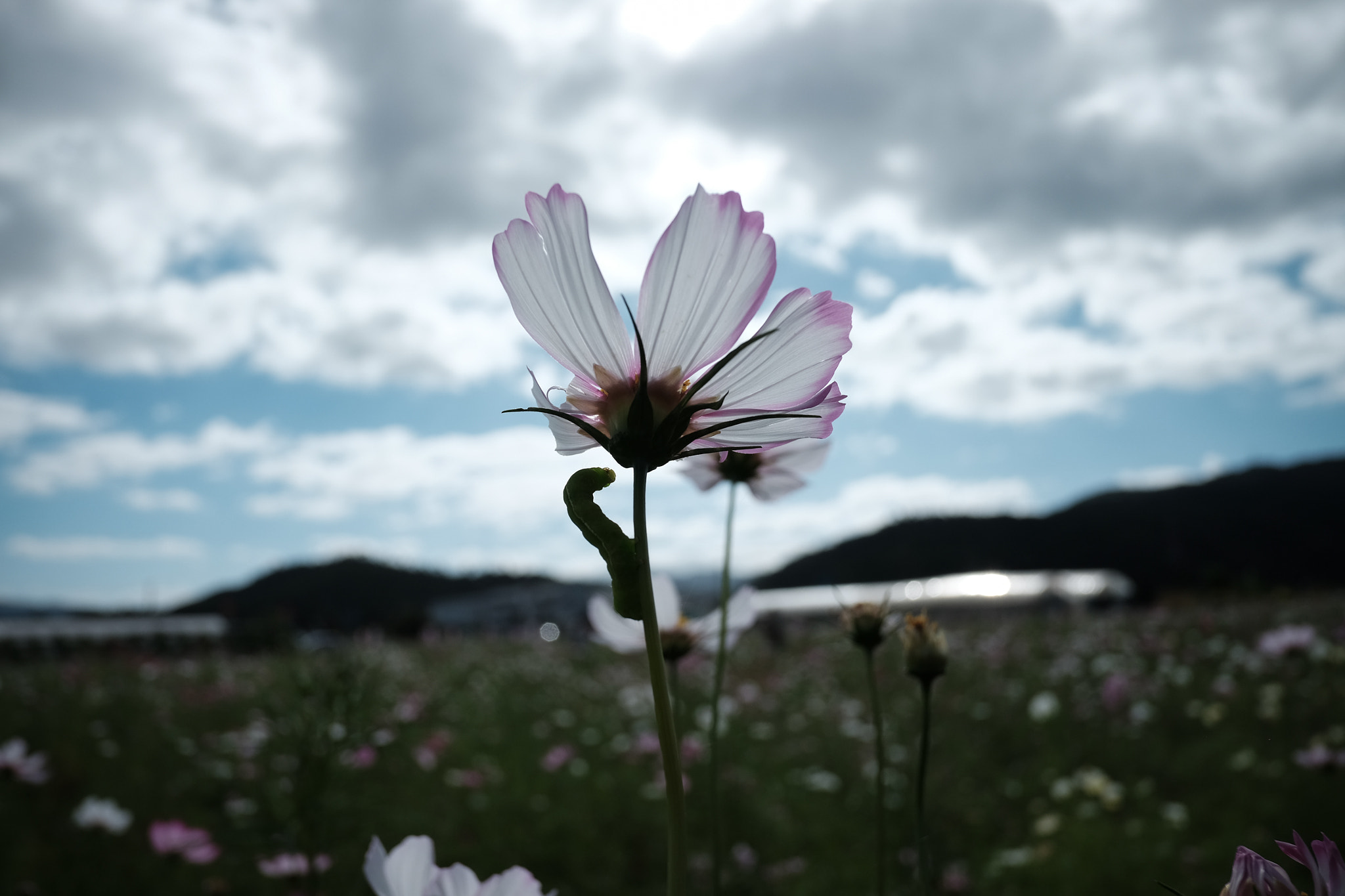 Fujifilm X-E2 + Fujifilm XF 18mm F2 R sample photo. Life and... photography