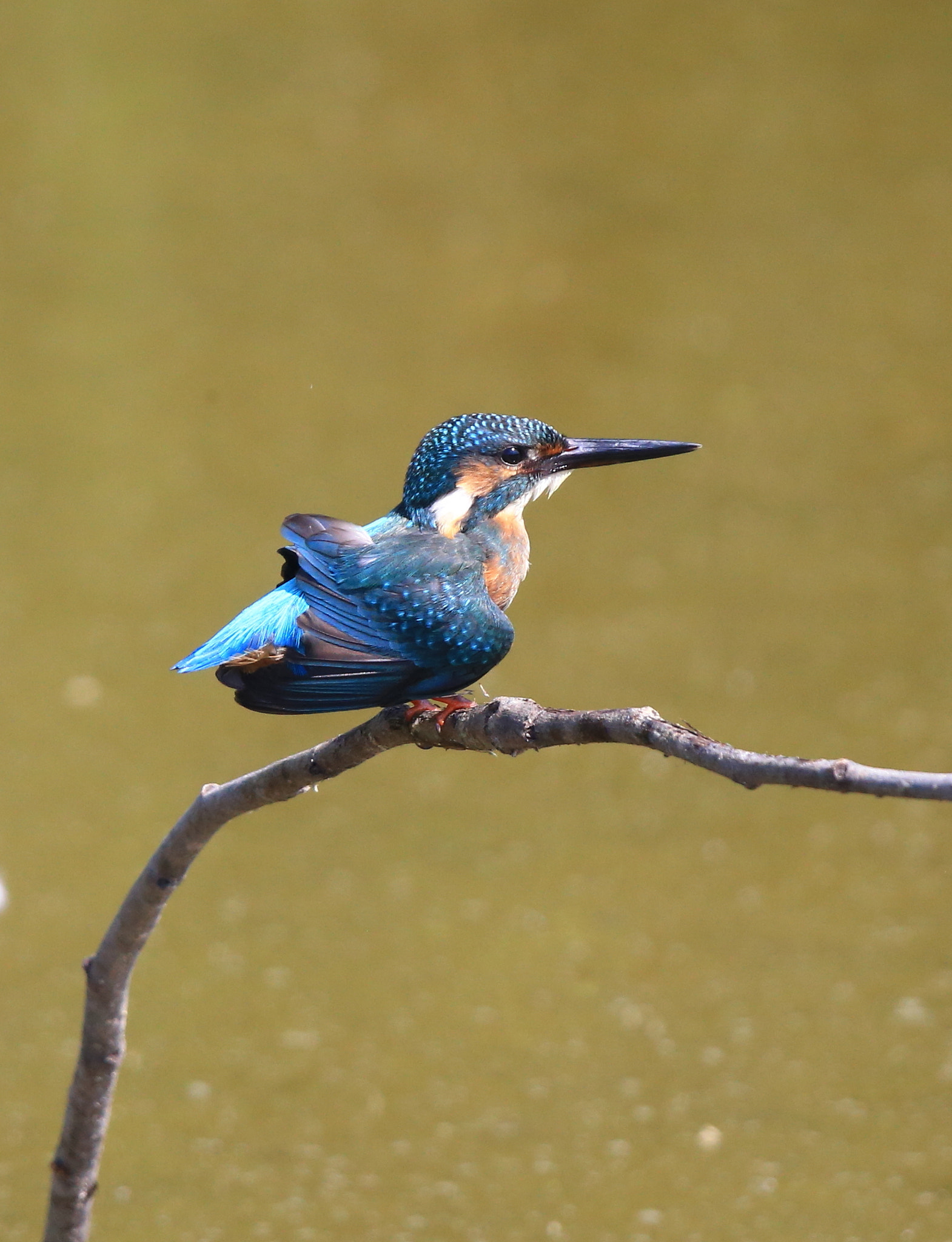 Canon EF 600mm F4L IS II USM sample photo. 275 photography