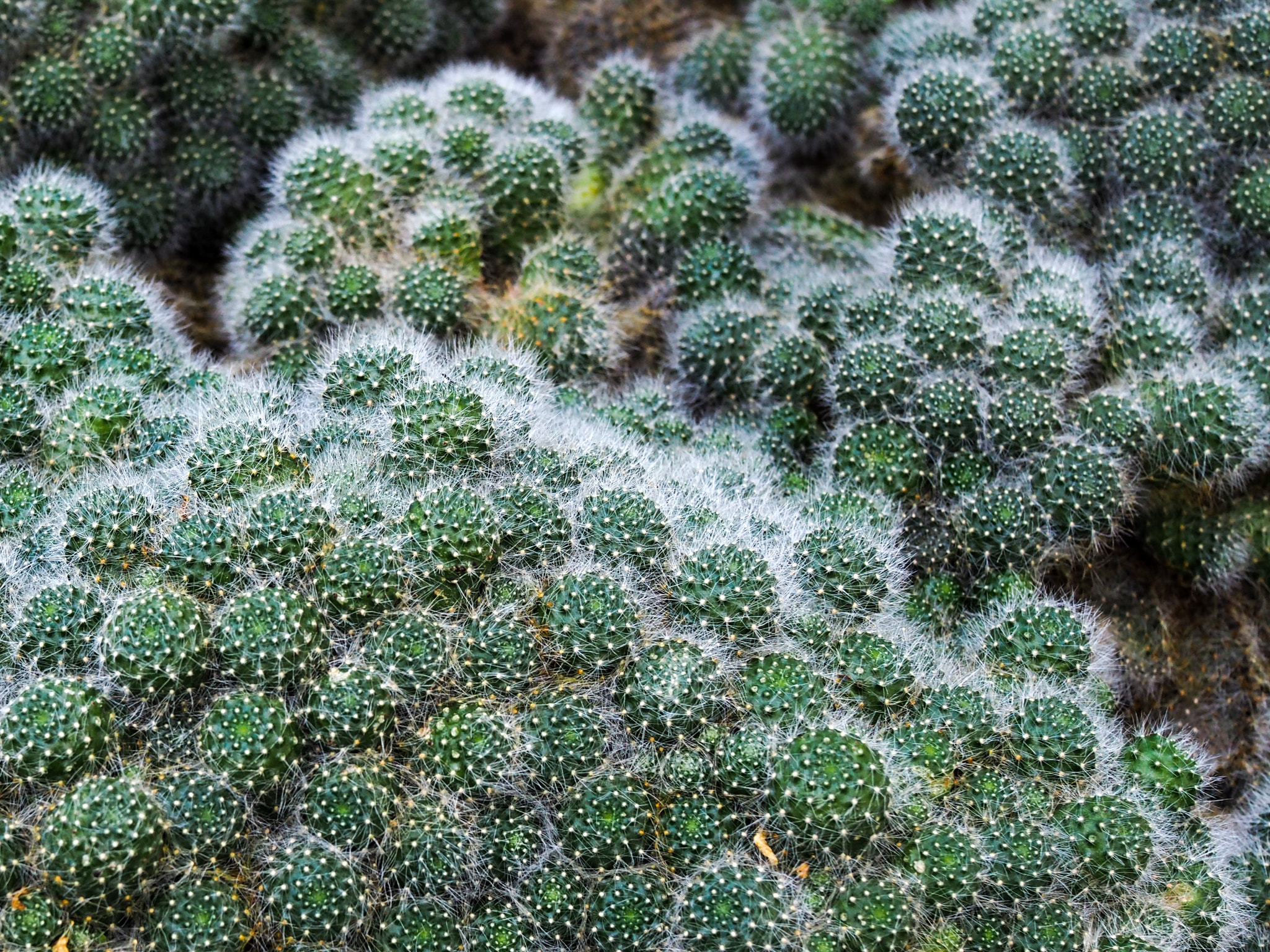 Olympus PEN-F + Olympus M.Zuiko Digital 25mm F1.8 sample photo. Rebutia cactus (rebutia albiflora) photography