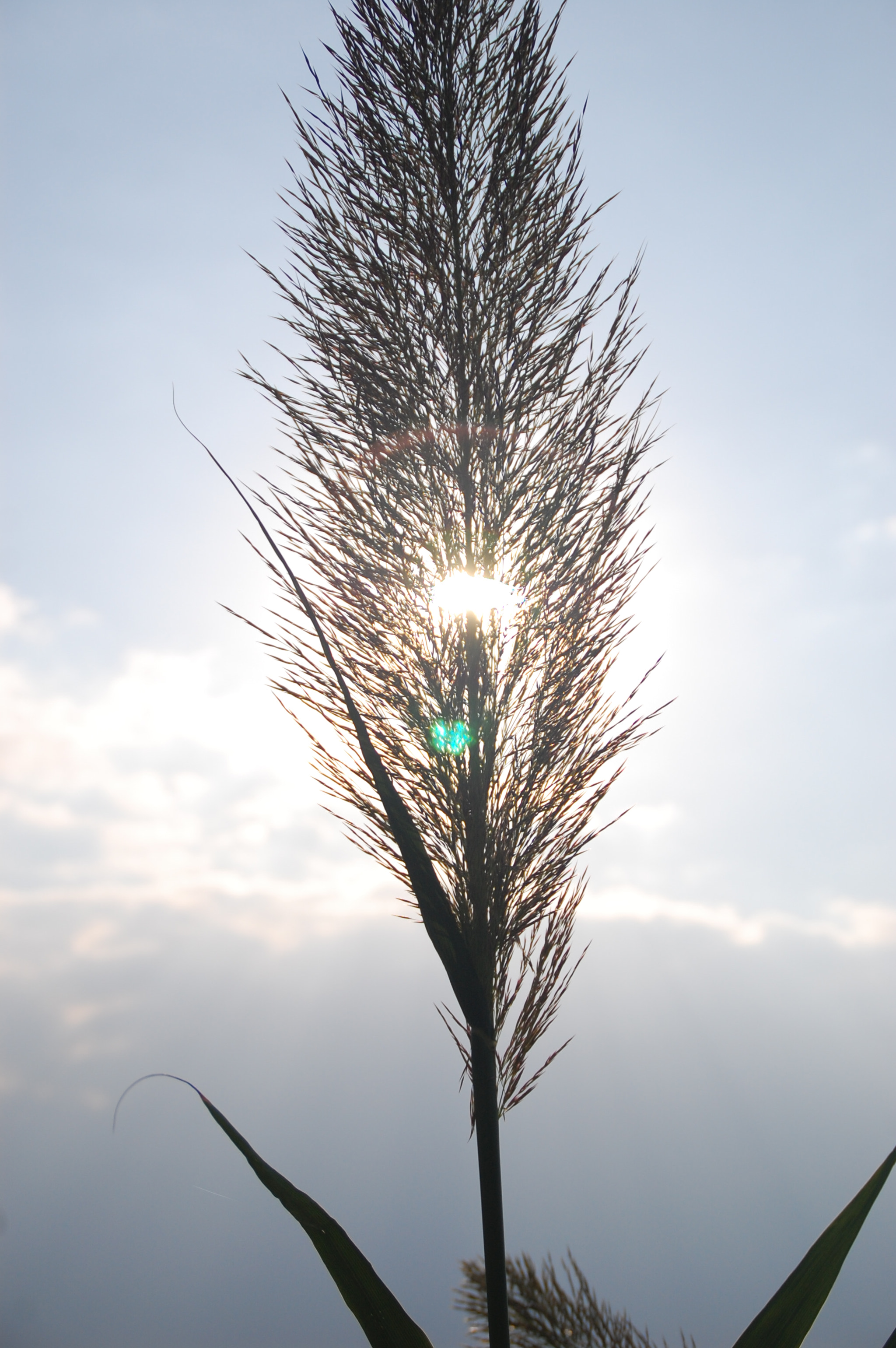 Nikon D40 sample photo. Does it look like peacock feathers？ photography
