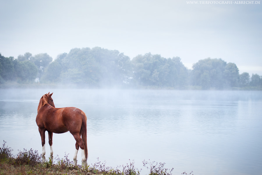 Canon EOS-1D Mark III sample photo. Foggy photography