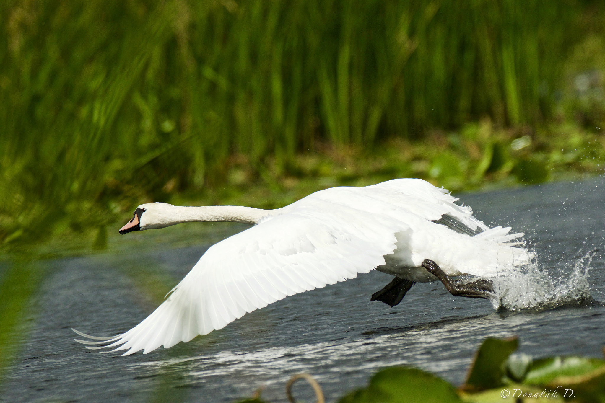 Canon EF 200-400mm F4L IS USM Extender 1.4x sample photo. Labuť velká (cygnus olor) photography