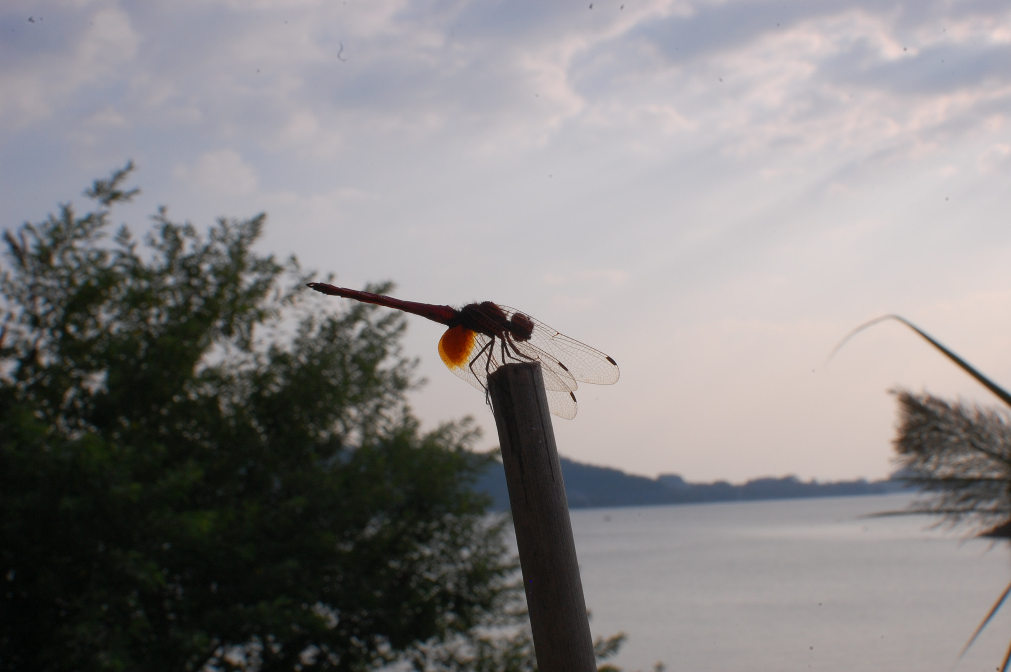 Nikon D40 + Nikon AF-S DX Nikkor 35mm F1.8G sample photo. Dragonfly beside thousand island lake photography