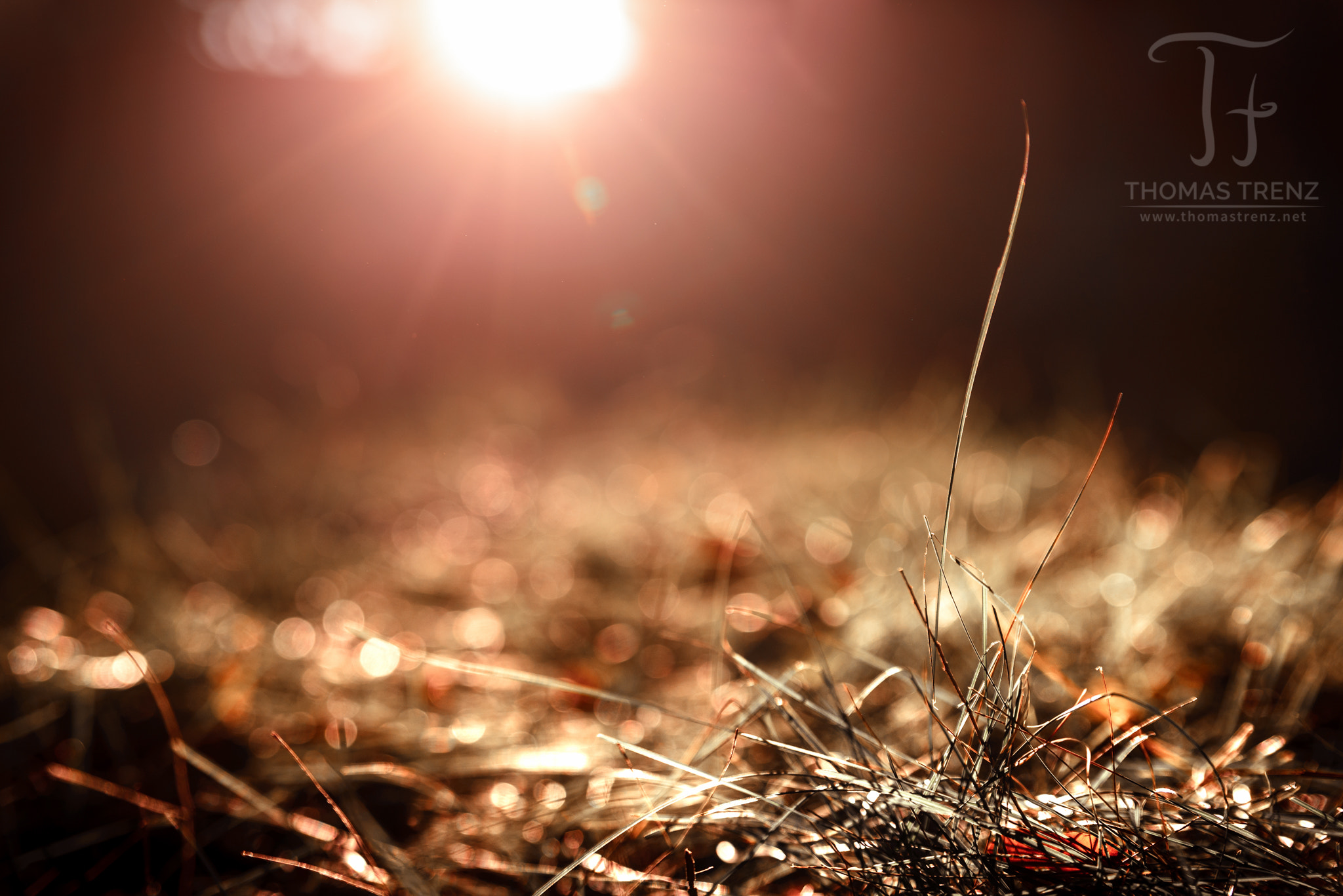 Nikon D600 sample photo. Burning autumn photography