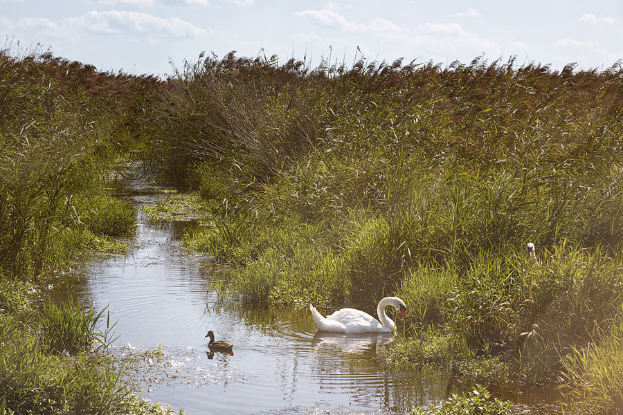 Canon EOS 50D + Canon EF 50mm F1.8 II sample photo. Swan photography