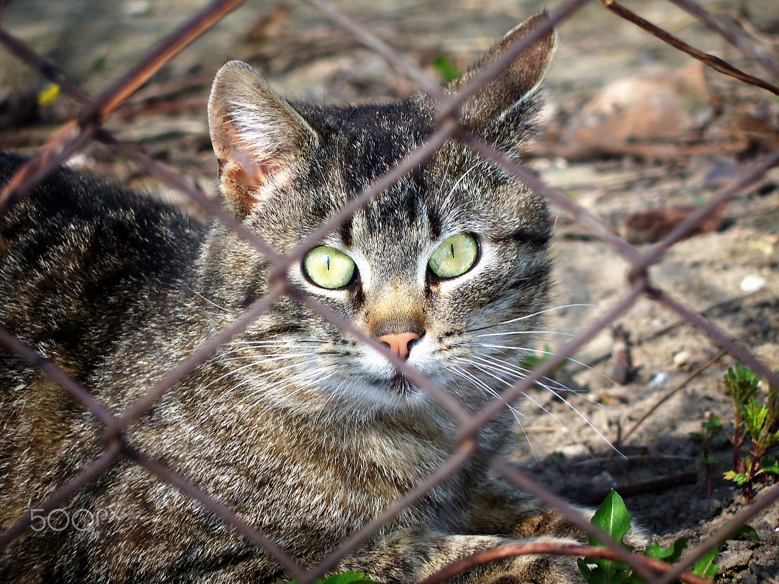 Kodak EasyShare Z915 sample photo. Cat photography
