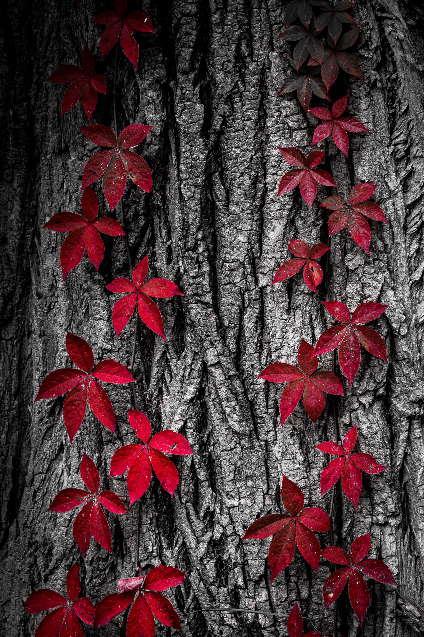 Canon EOS 30D sample photo. Red autumn photography