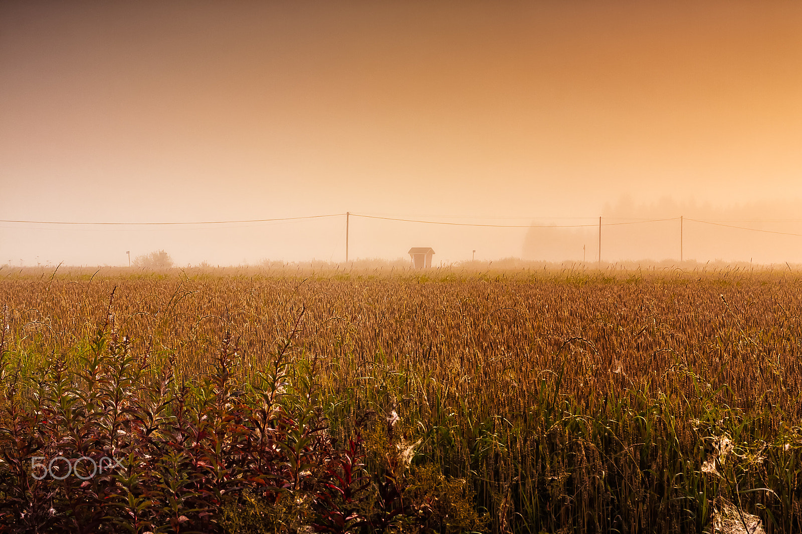 Canon EOS 50D + Canon EF 40mm F2.8 STM sample photo. Foggy autumn morning photography
