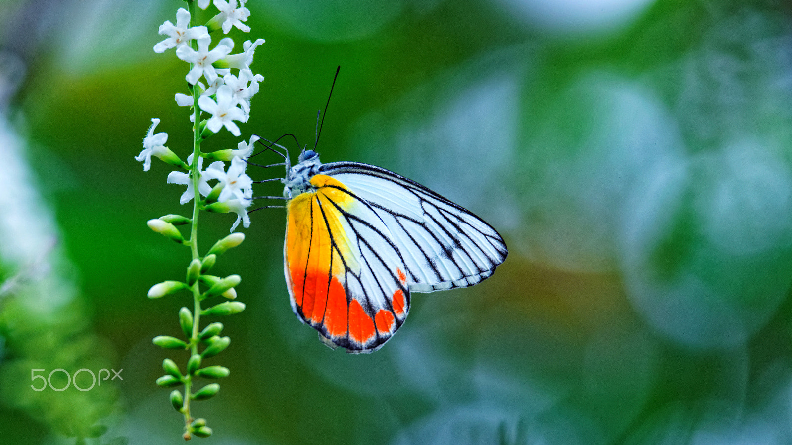 Tamron SP 150-600mm F5-6.3 Di VC USD sample photo. Butterfly3 photography