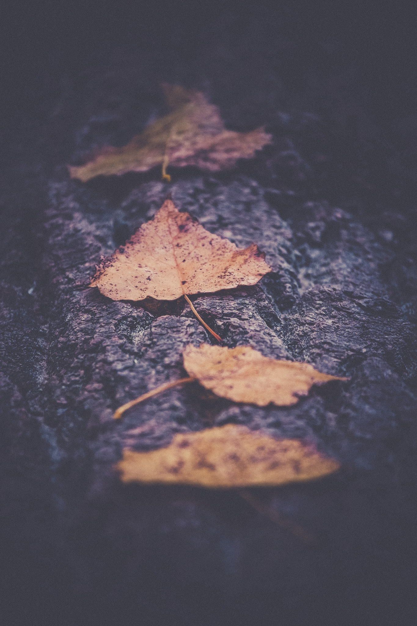 Canon EOS 30D sample photo. Evanescence photography