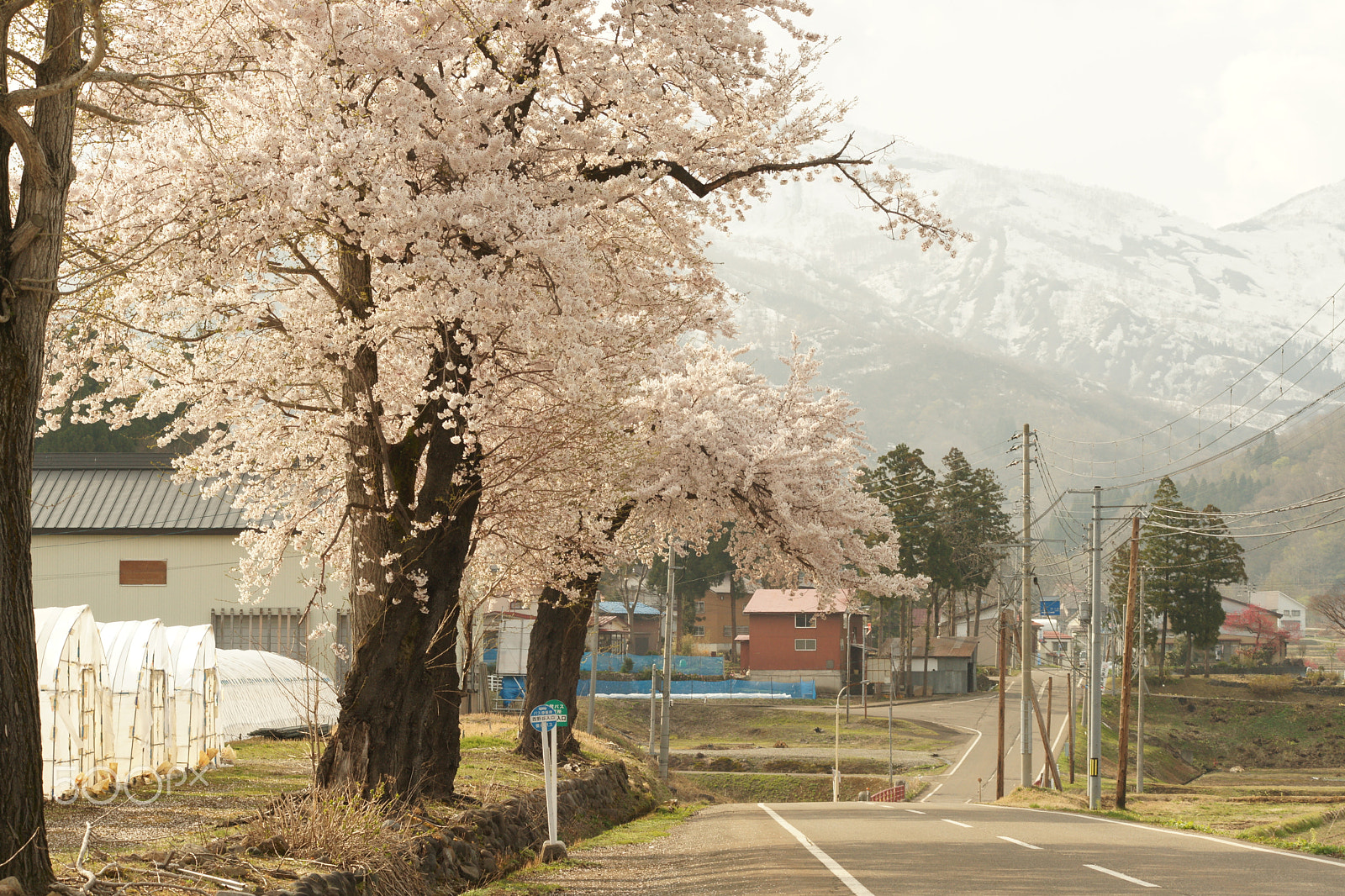 Sony Alpha DSLR-A900 + Minolta AF 70-210mm F4 Macro sample photo. Cherry blossoms 4 photography