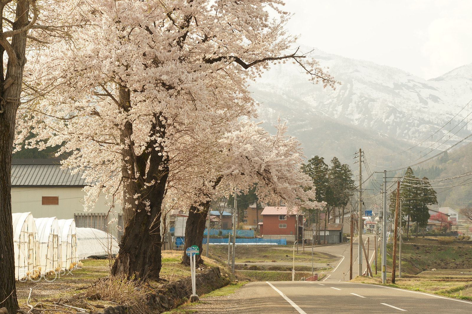 Sony Alpha DSLR-A900 + Minolta AF 70-210mm F4 Macro sample photo. Cherry blossoms 4 photography