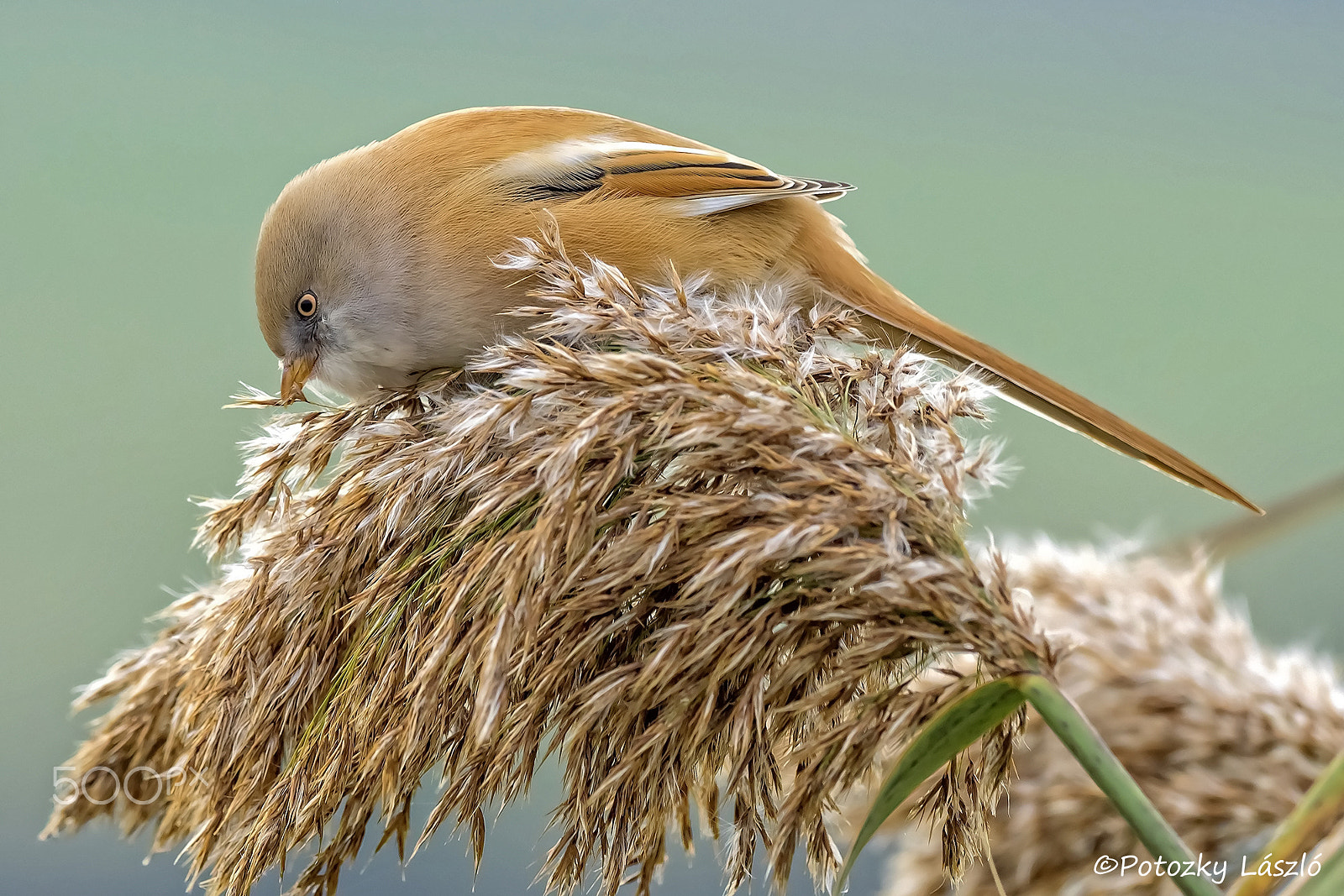 Olympus OM-D E-M1 + OLYMPUS M.300mm F4.0 sample photo. Female bearded reedling photography