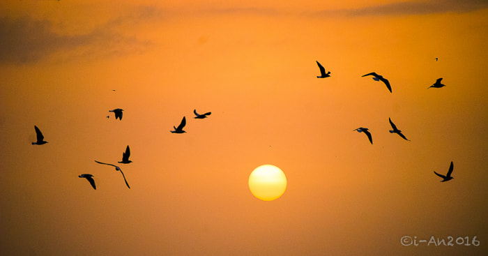 Nikon D40X sample photo. Dancing in the sky photography