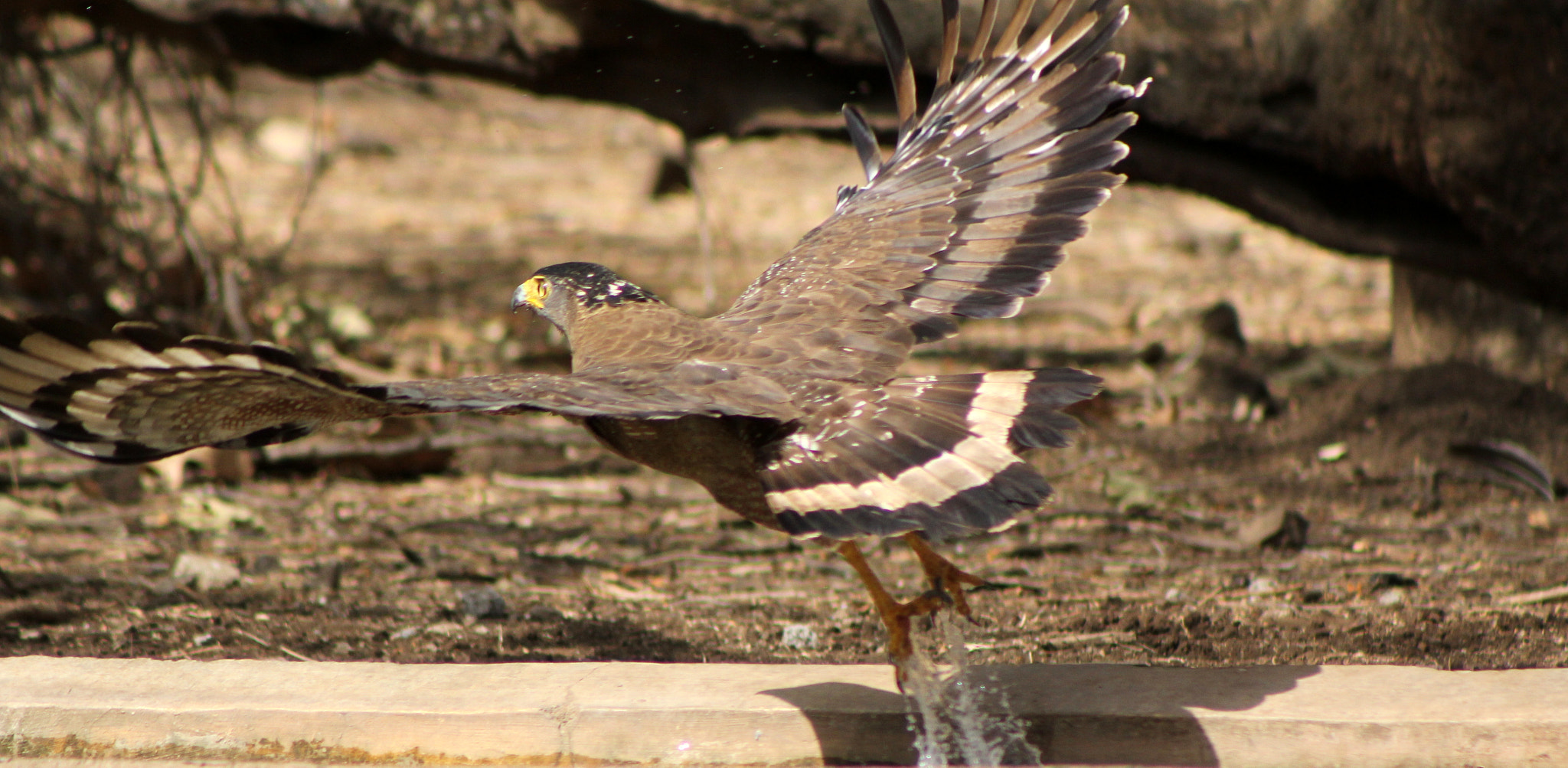 Canon EF 75-300mm f/4-5.6 USM sample photo. Eagle take off photography