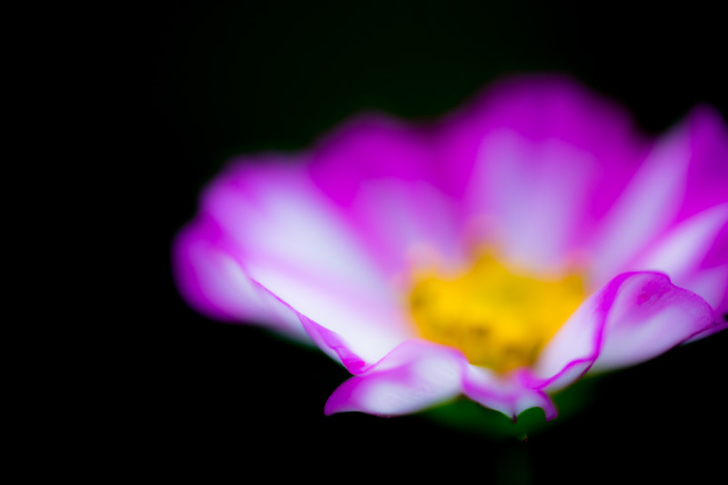Canon EF 180mm F3.5L Macro USM sample photo. Cosmos photography