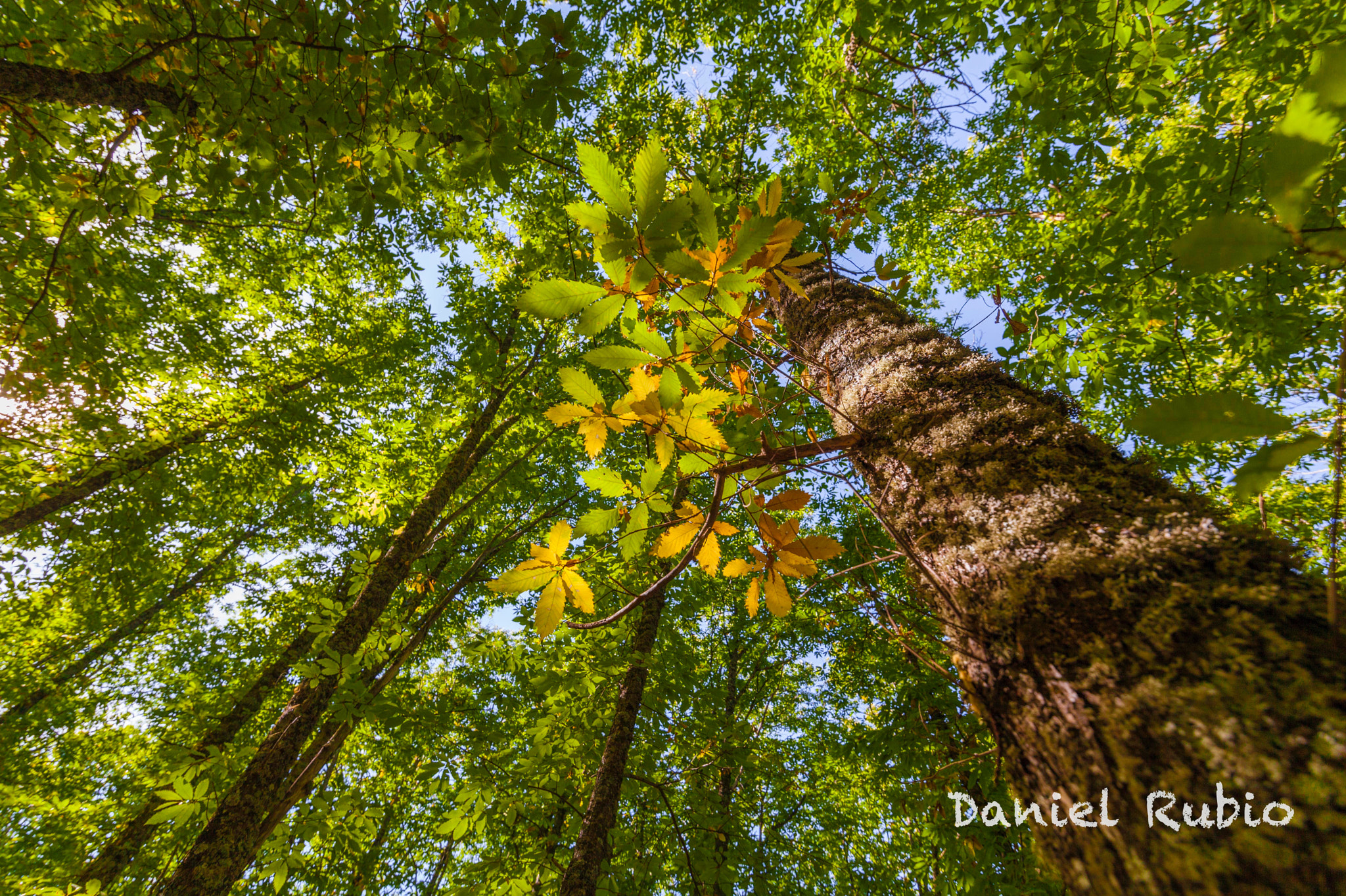 Canon EF 300mm f/2.8L sample photo. Trees photography