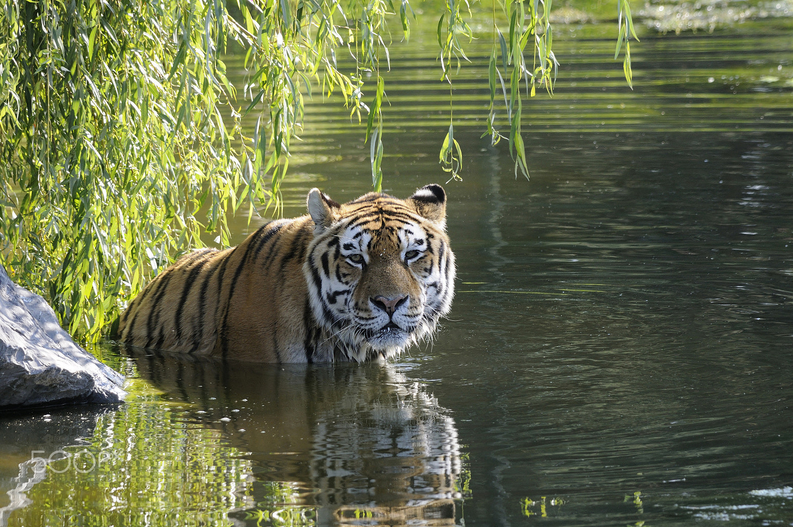 Sigma 150-500mm F5-6.3 DG OS HSM sample photo. Tiger photography