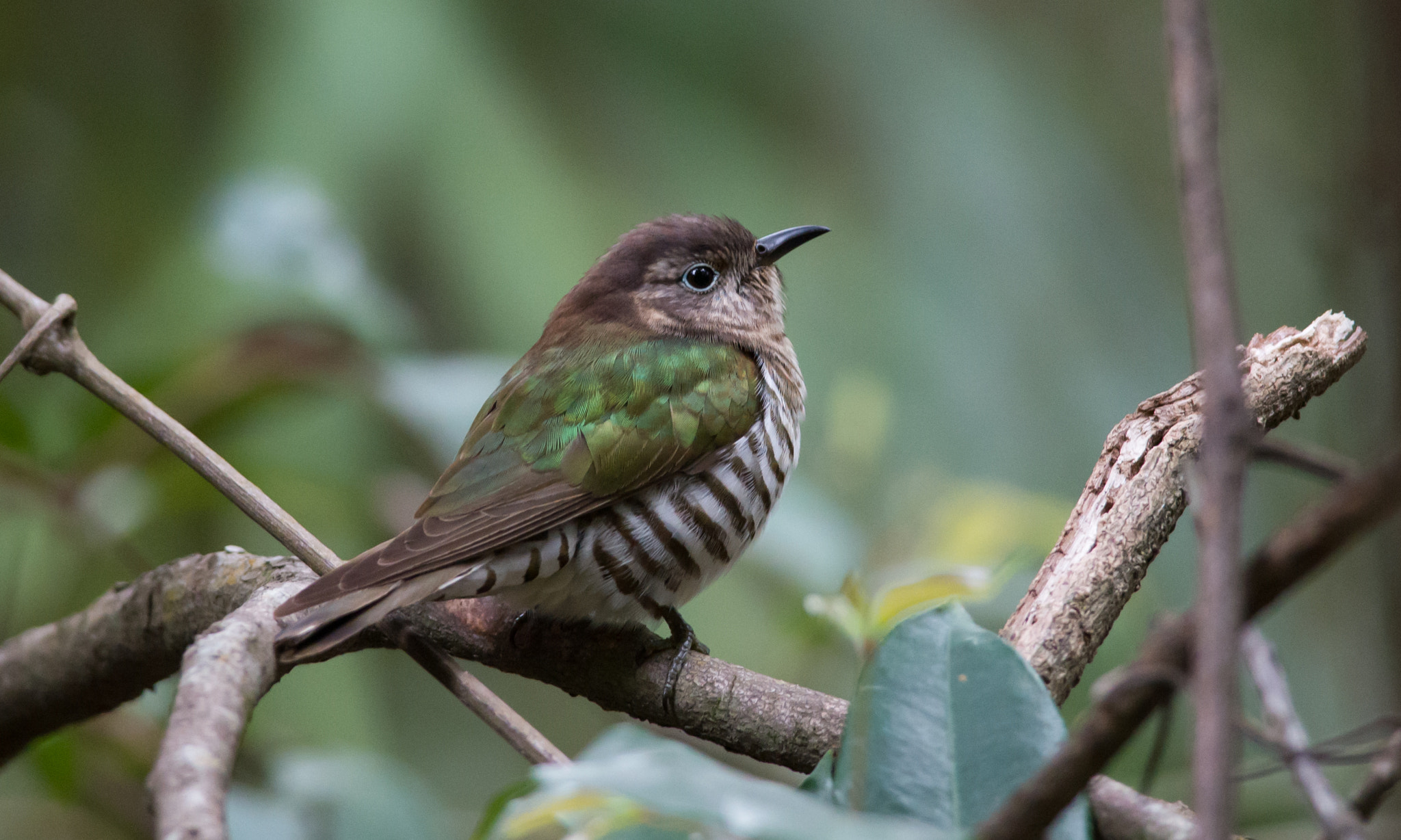 Nikon D600 + Nikon AF-S Nikkor 300mm F4D ED-IF sample photo. Shining bronze cuckoo photography