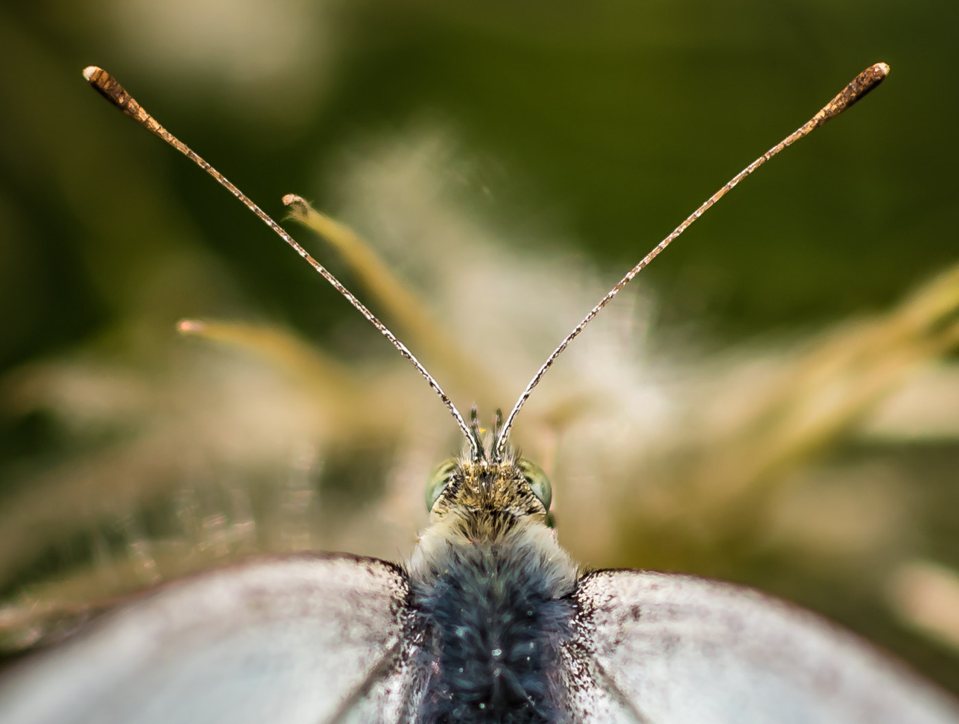 Nikon D750 + Sigma 50mm F2.8 EX DG Macro sample photo. Over a butterfly photography