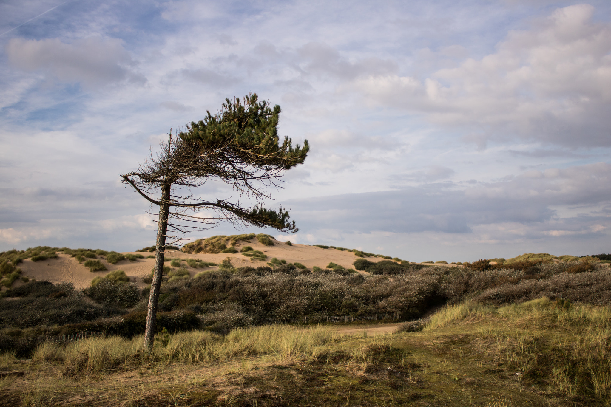 Canon EOS 760D (EOS Rebel T6s / EOS 8000D) + Canon EF-S 18-55mm F3.5-5.6 IS sample photo. Formby photography