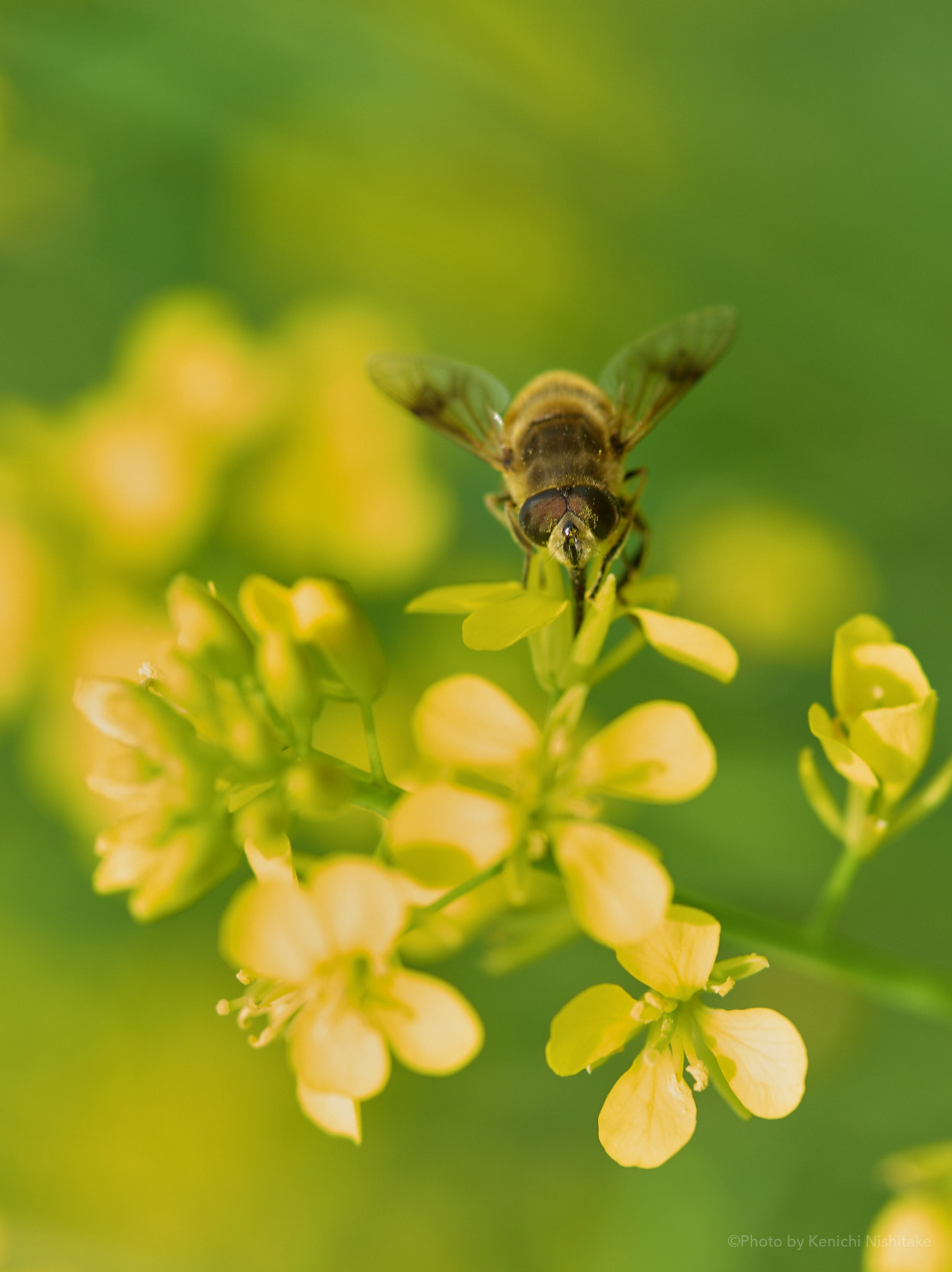 Pentax 645D sample photo. Field mustard and honey bee photography