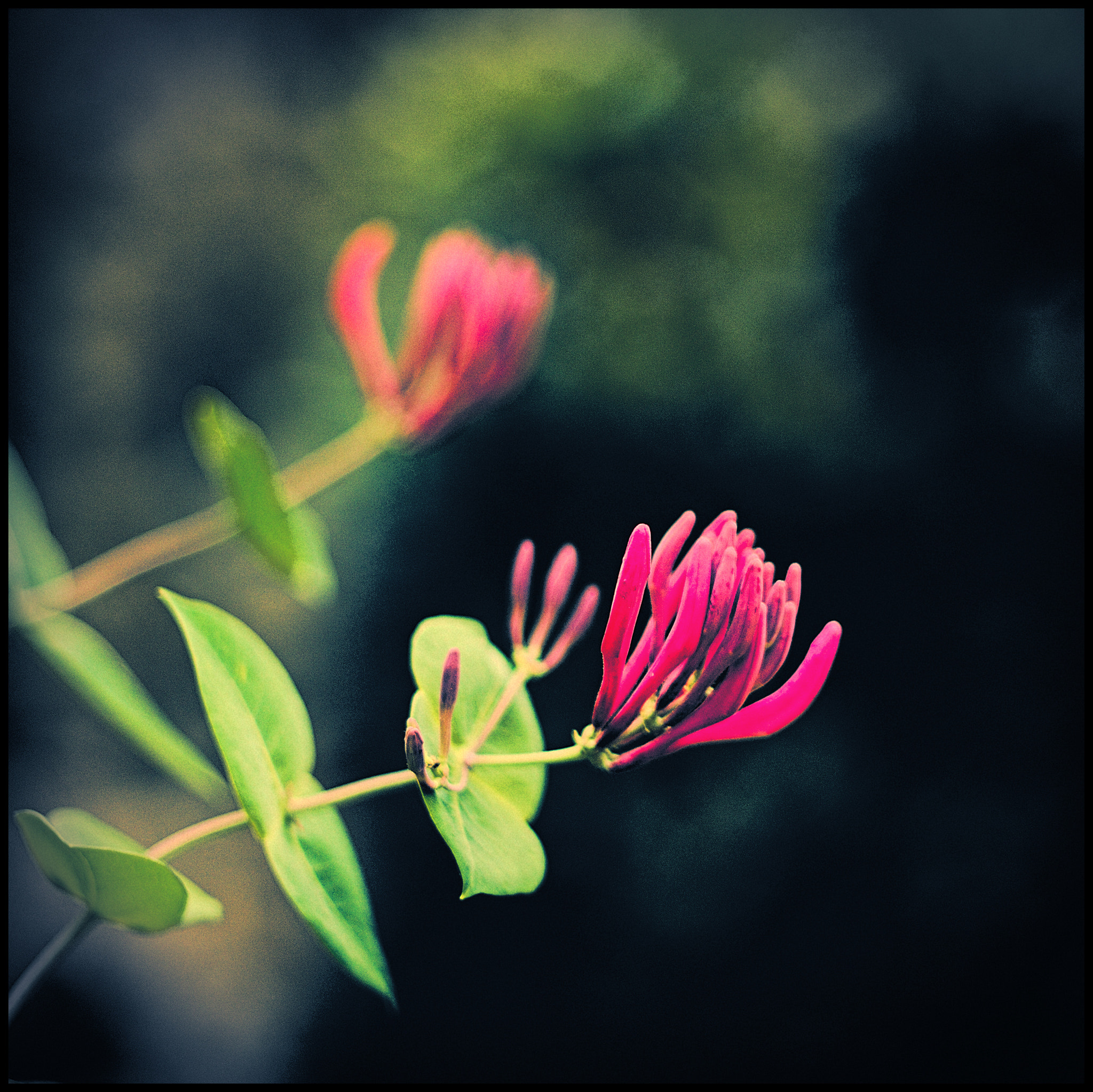 Canon EF 35-80mm f/4-5.6 sample photo. Pastels photography