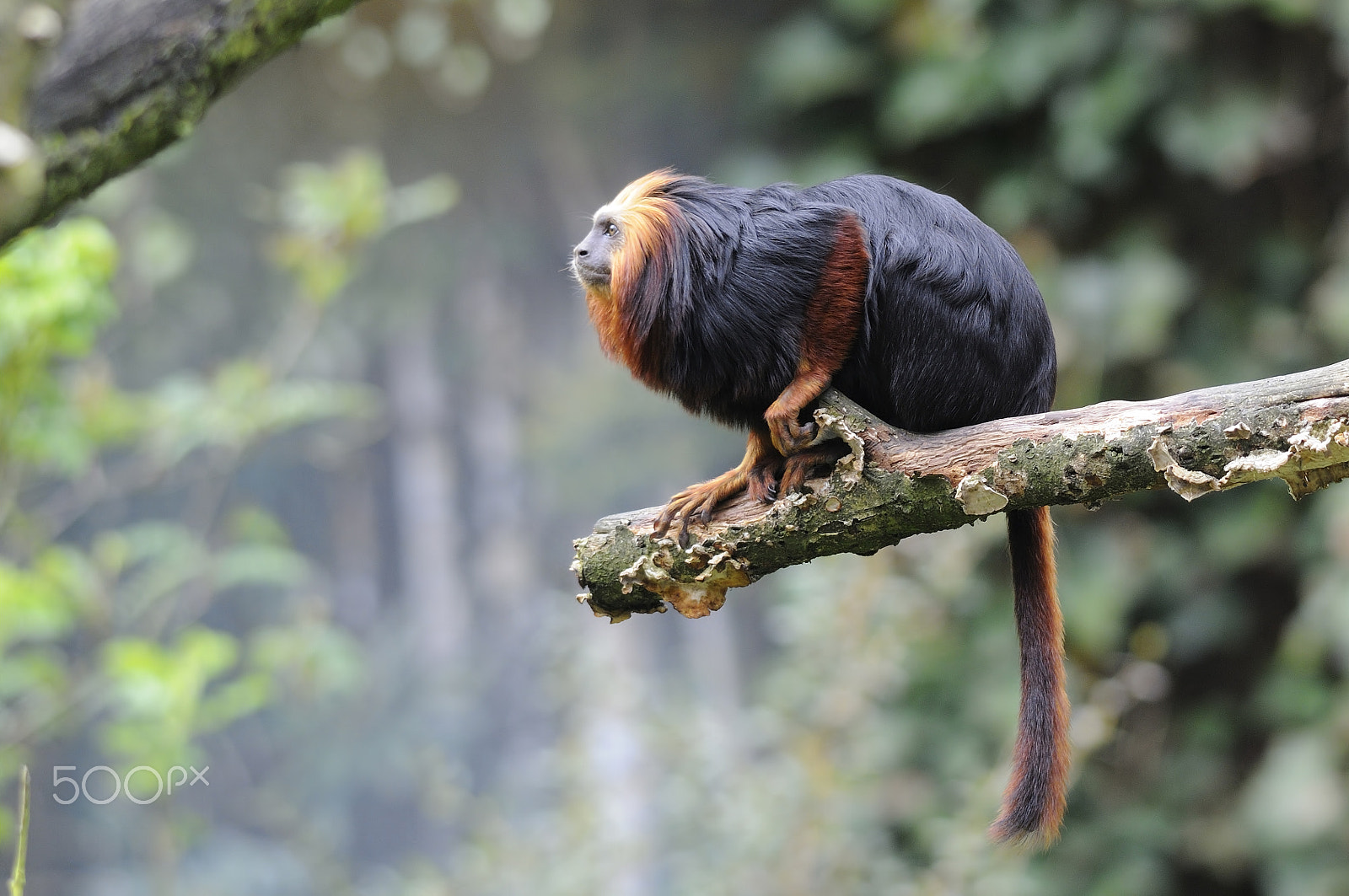 Sigma 150-500mm F5-6.3 DG OS HSM sample photo. Golden-headed lion tamarin photography